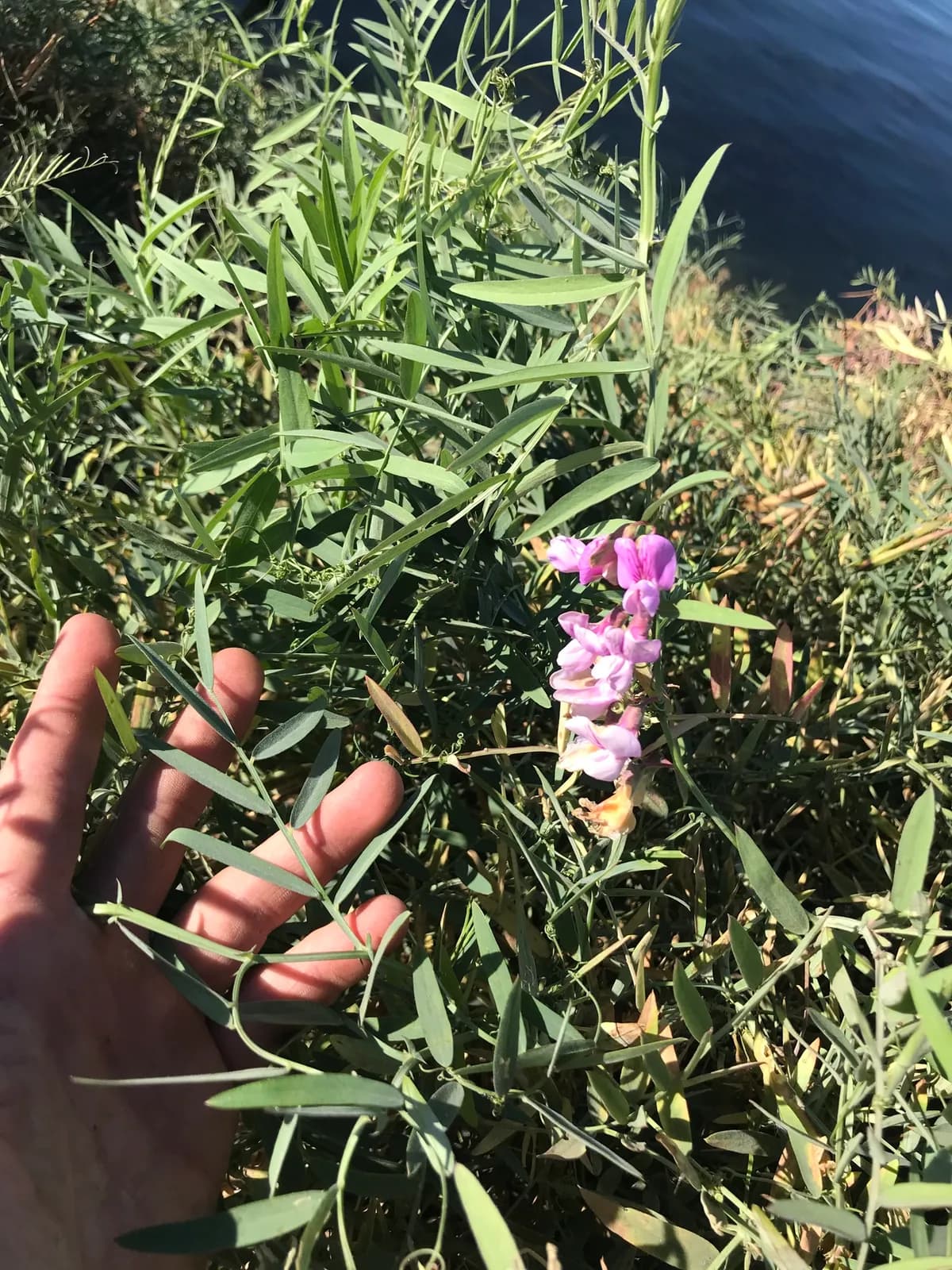 Delta tule pea (Lathyrus jepsonii)
