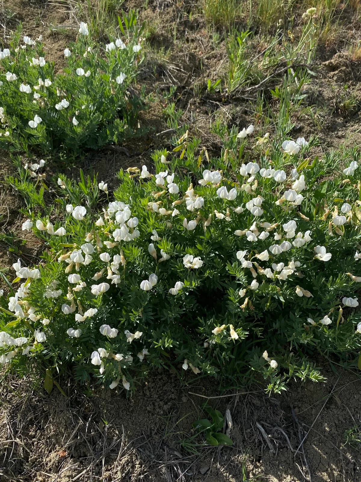 Stiff Pea (Lathyrus rigidus)