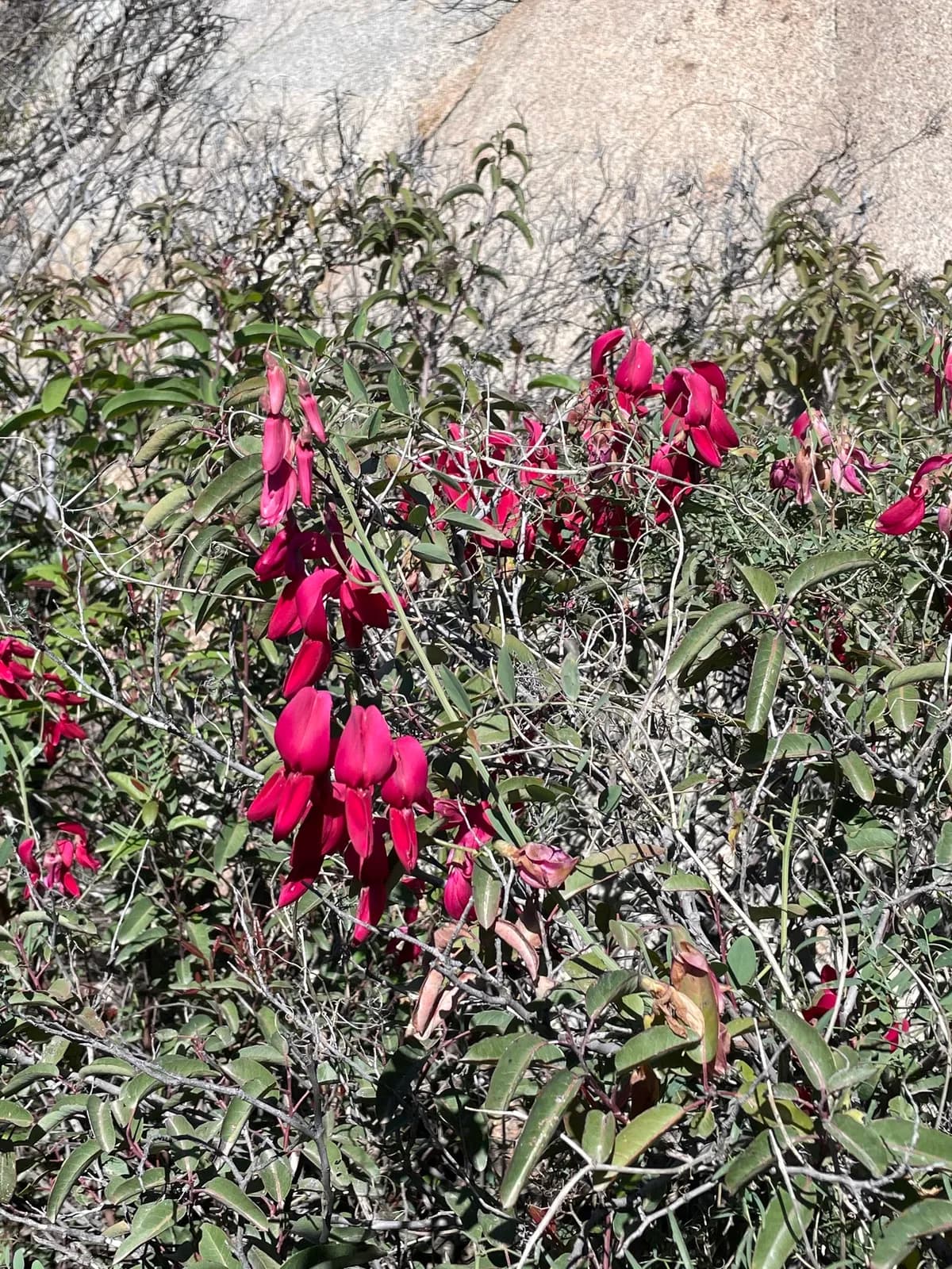 Campo-pea (Lathyrus splendens)