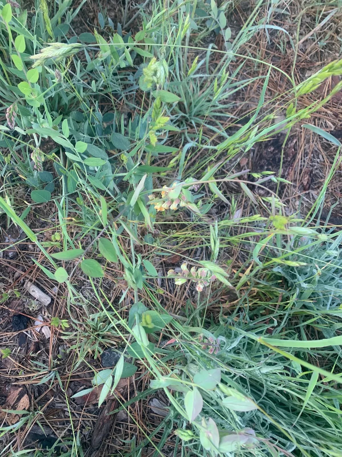 Snub Pea (Lathyrus sulphureus)