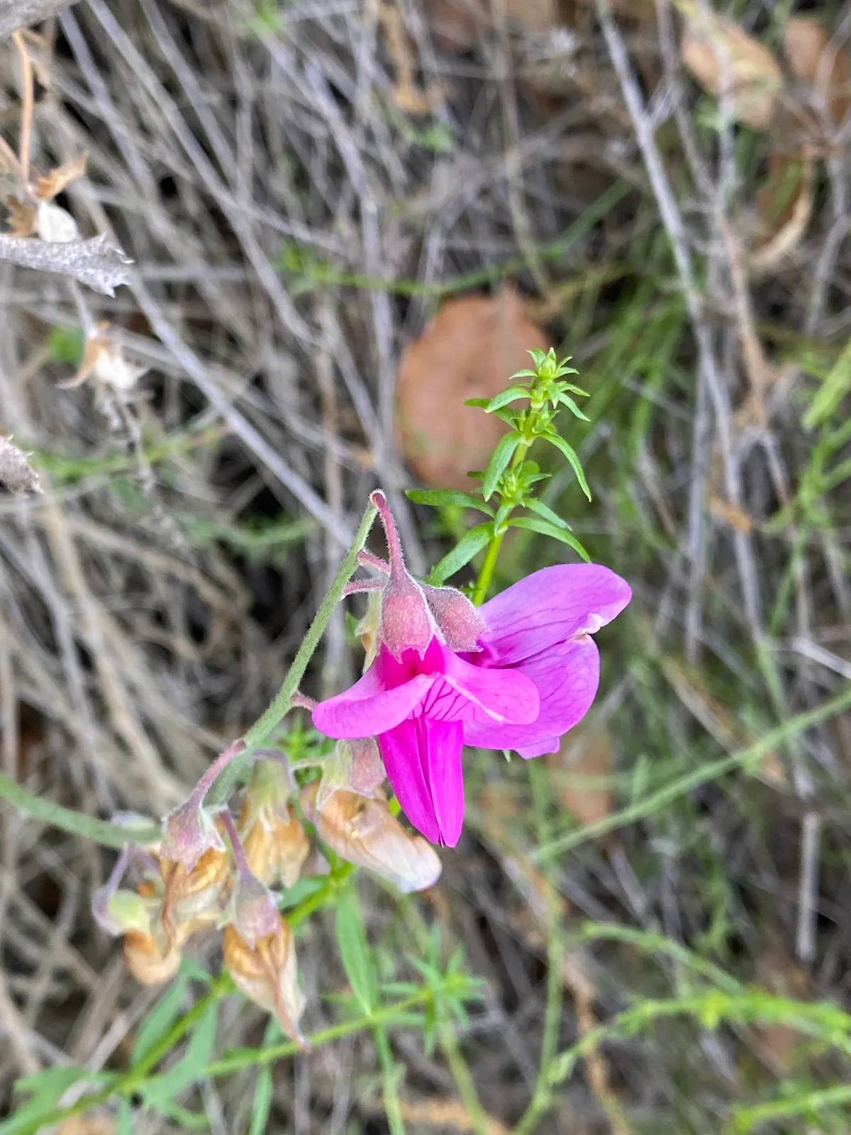 Pacific pea (Lathyrus vestitus)