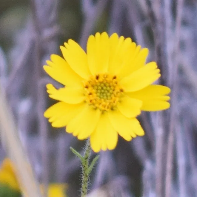Woodland tidytips (Layia gaillardioides)