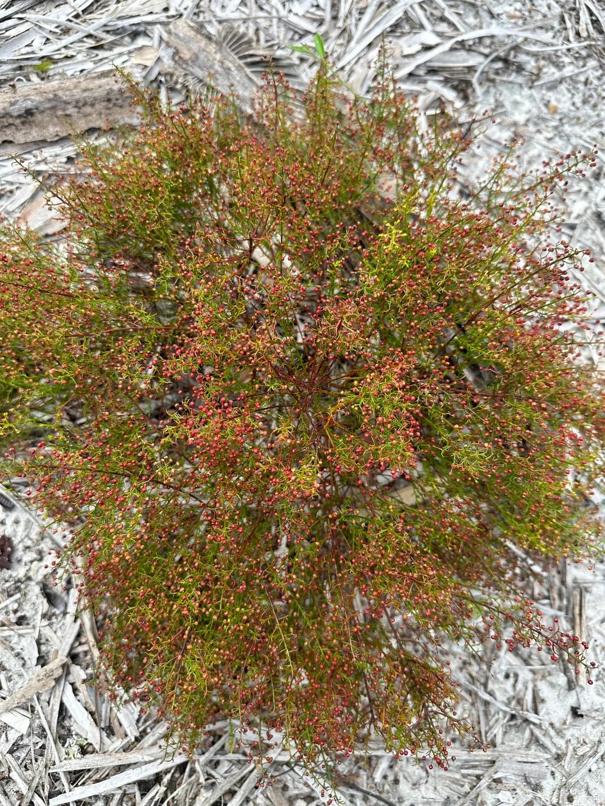 Deckert's pinweed (Lechea deckertii)