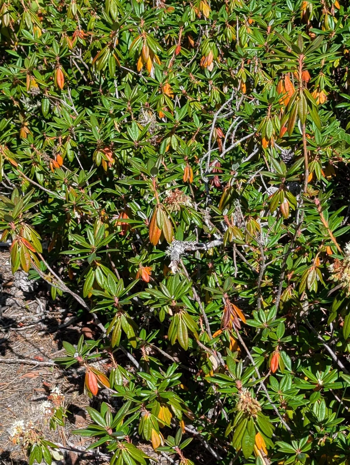 Glandular Labrador Tea (Ledum glandulosum)