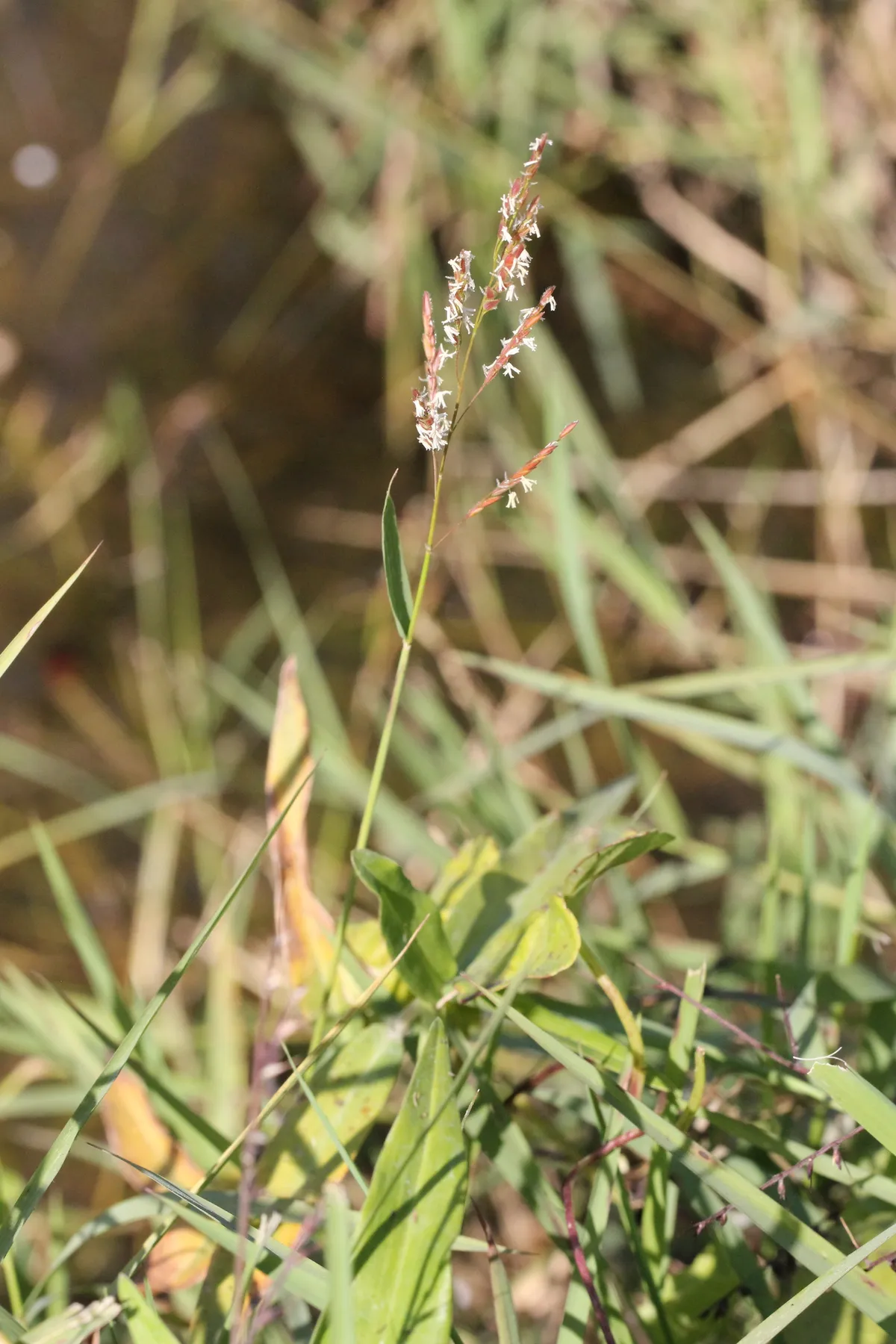 Swamp Ricegrass (Leersia hexandra)