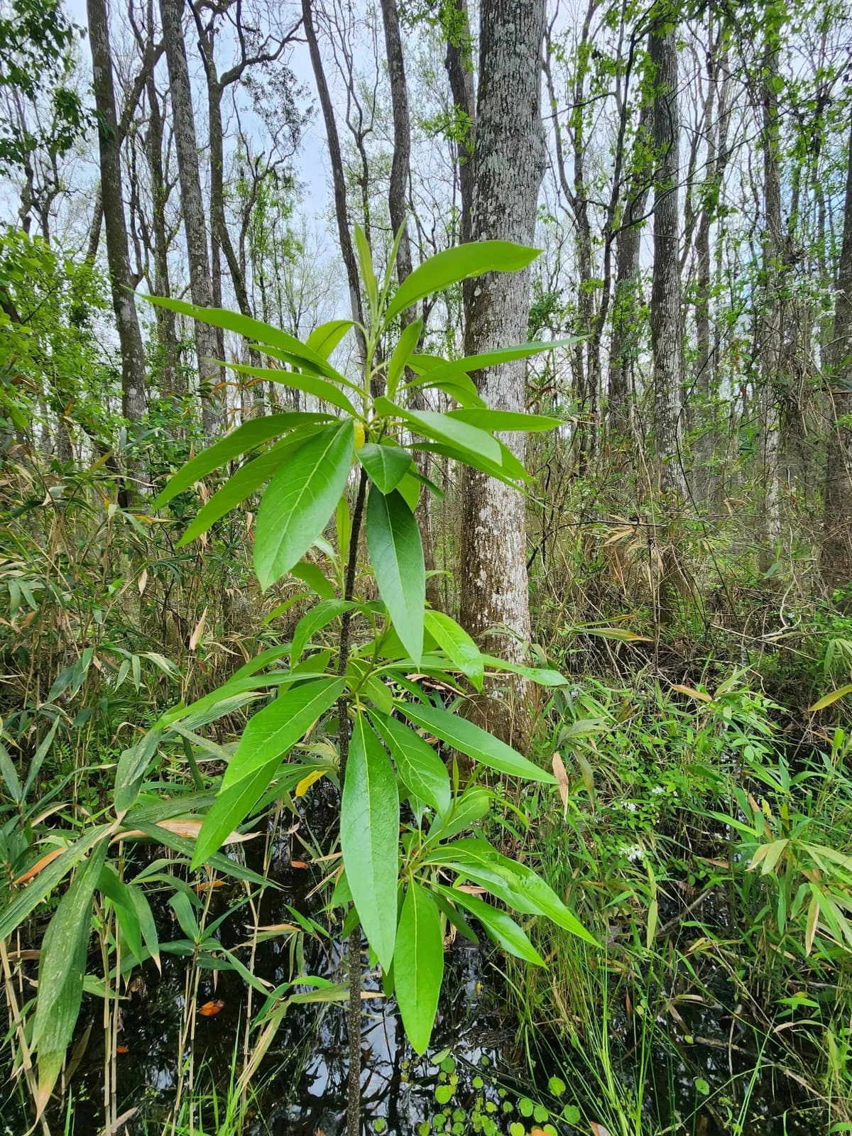 Corkwood (Leitneria floridana)