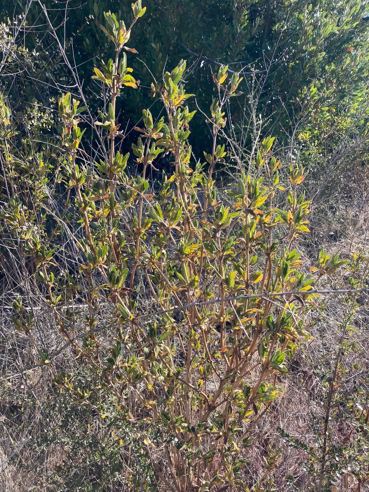 Woodbalm (Lepechinia calycina)