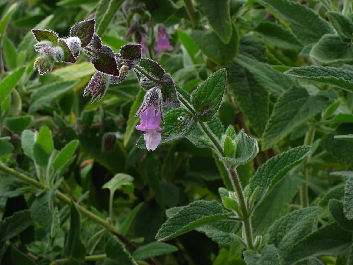 Island pitchersage (Lepechinia fragrans)