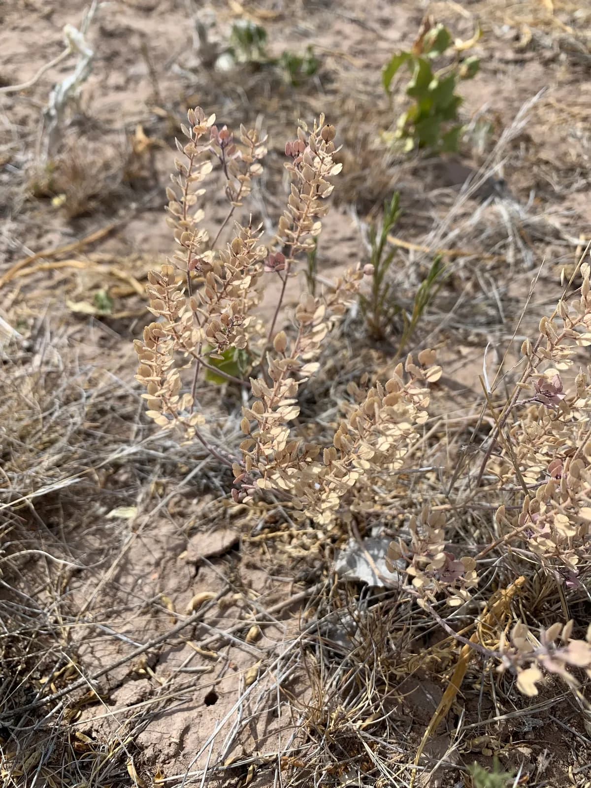 Hairy-pod Pepperwort (Lepidium lasiocarpum)
