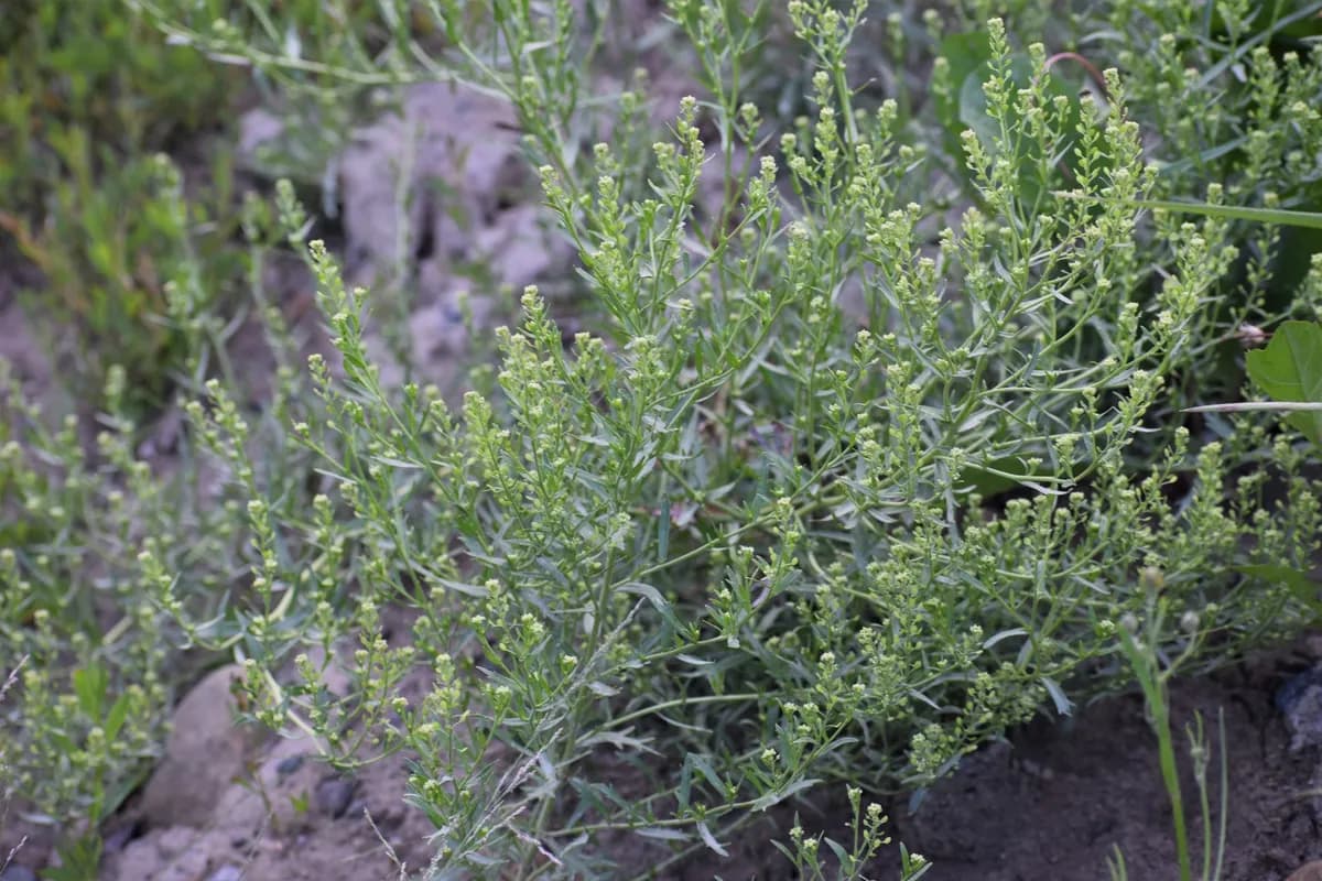 Manybranched Pepperweed (Lepidium ramosissimum)