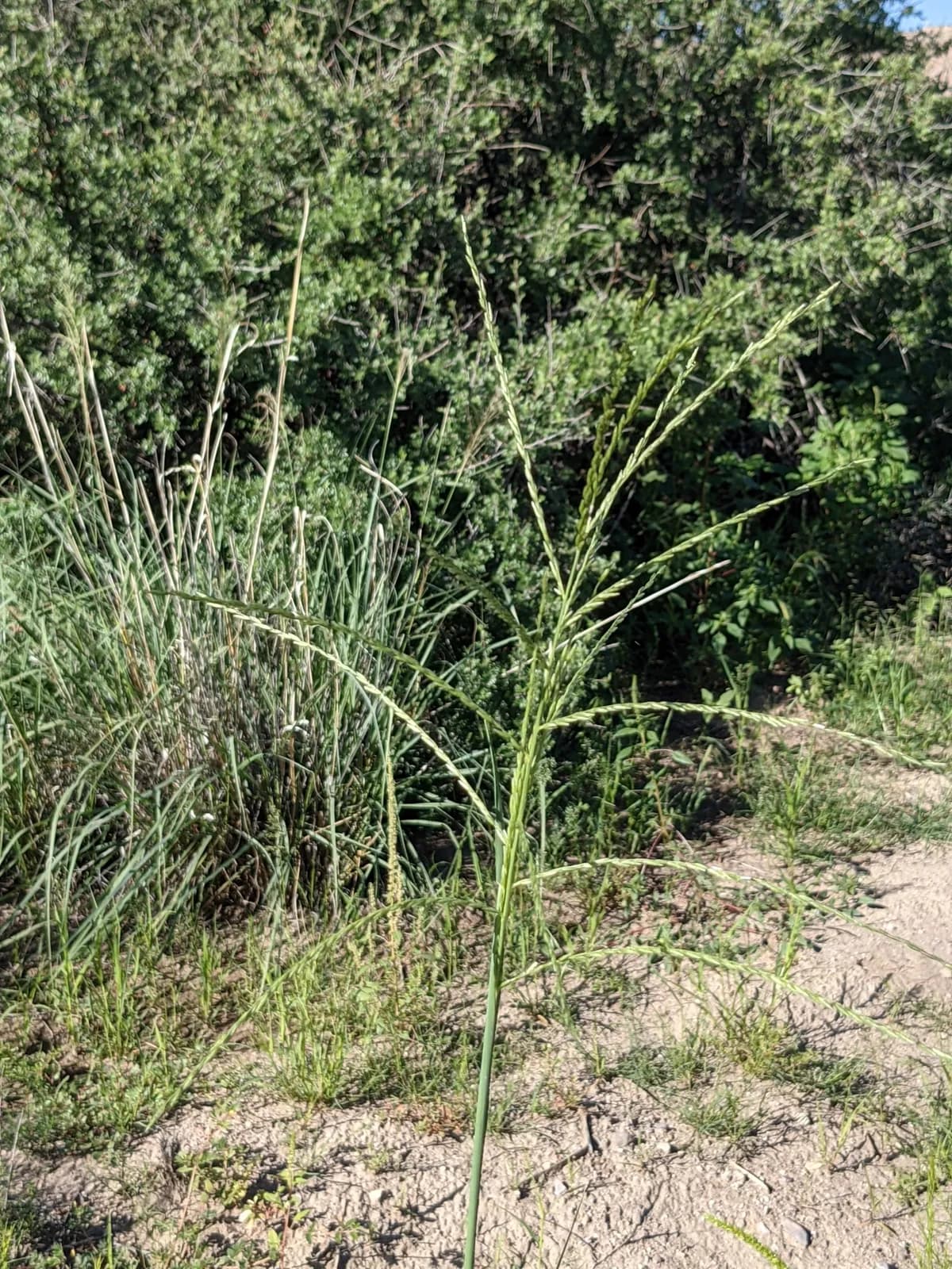 Green Sprangletop (Leptochloa dubia)