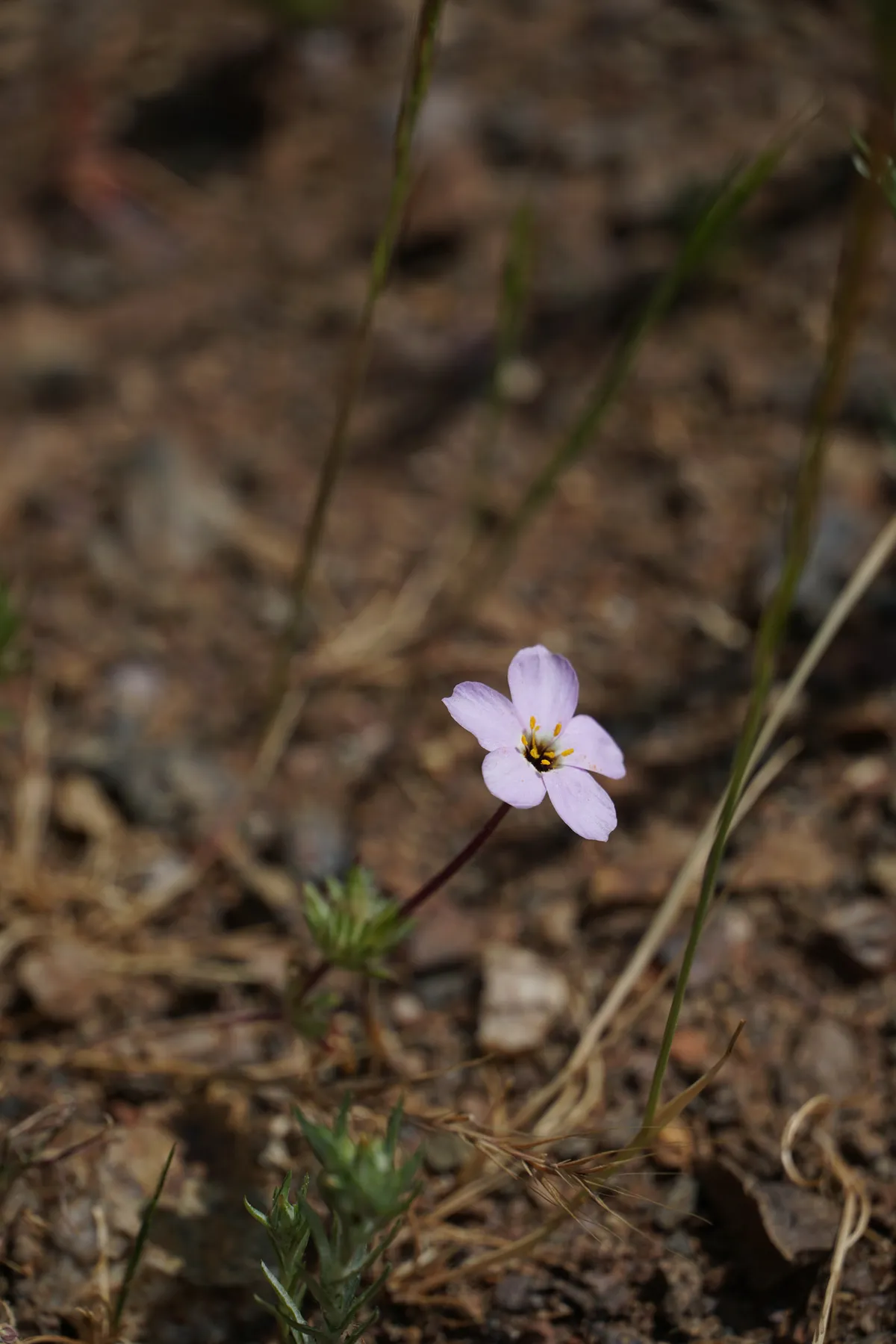 Leptosiphon androsaceus