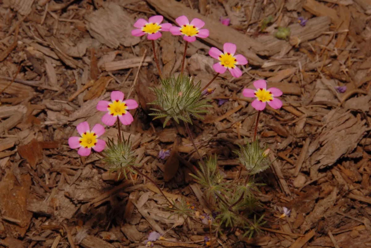 Whiskerbrush (Leptosiphon ciliatus)