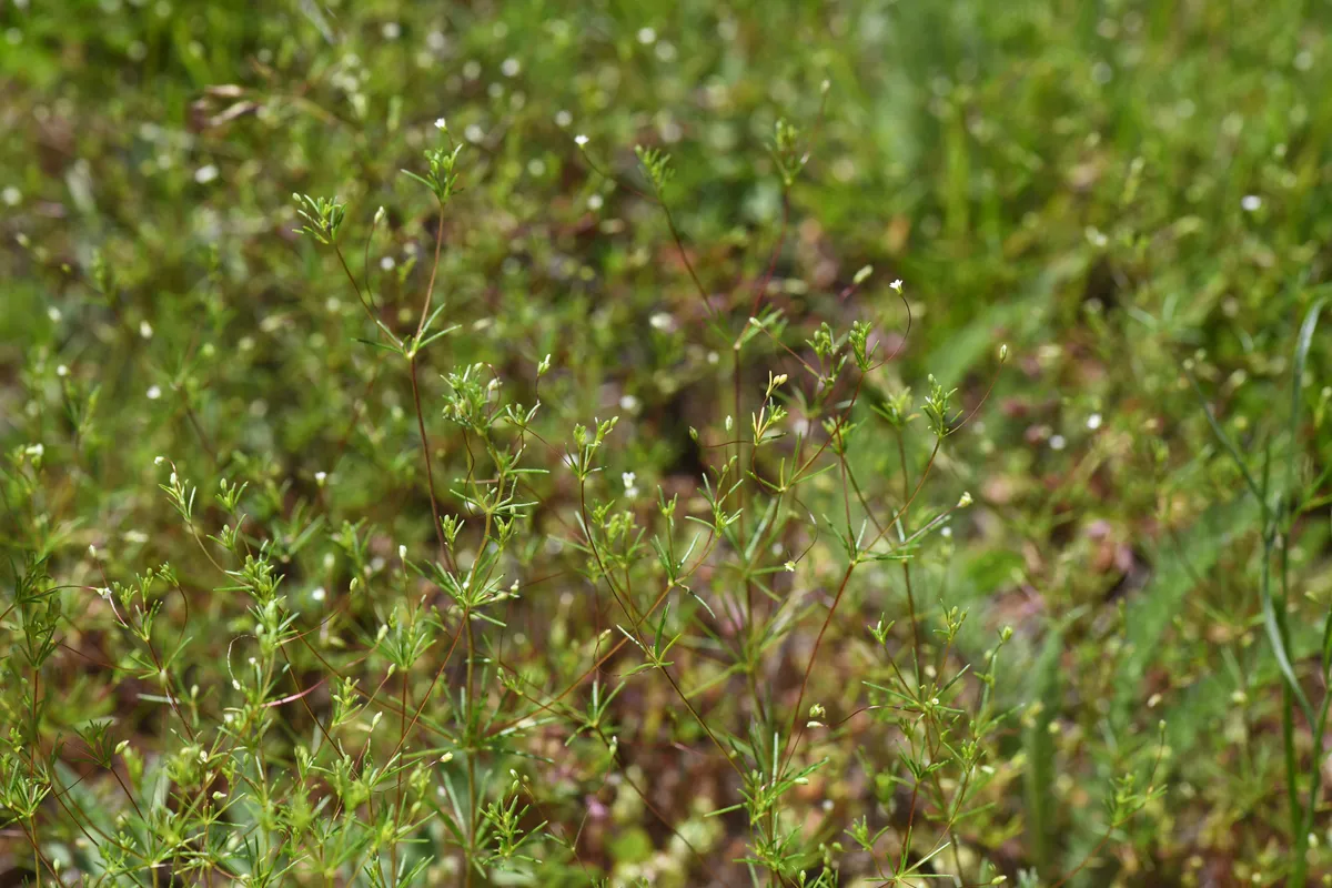 Harkness' Flaxflower (Leptosiphon harknessii)