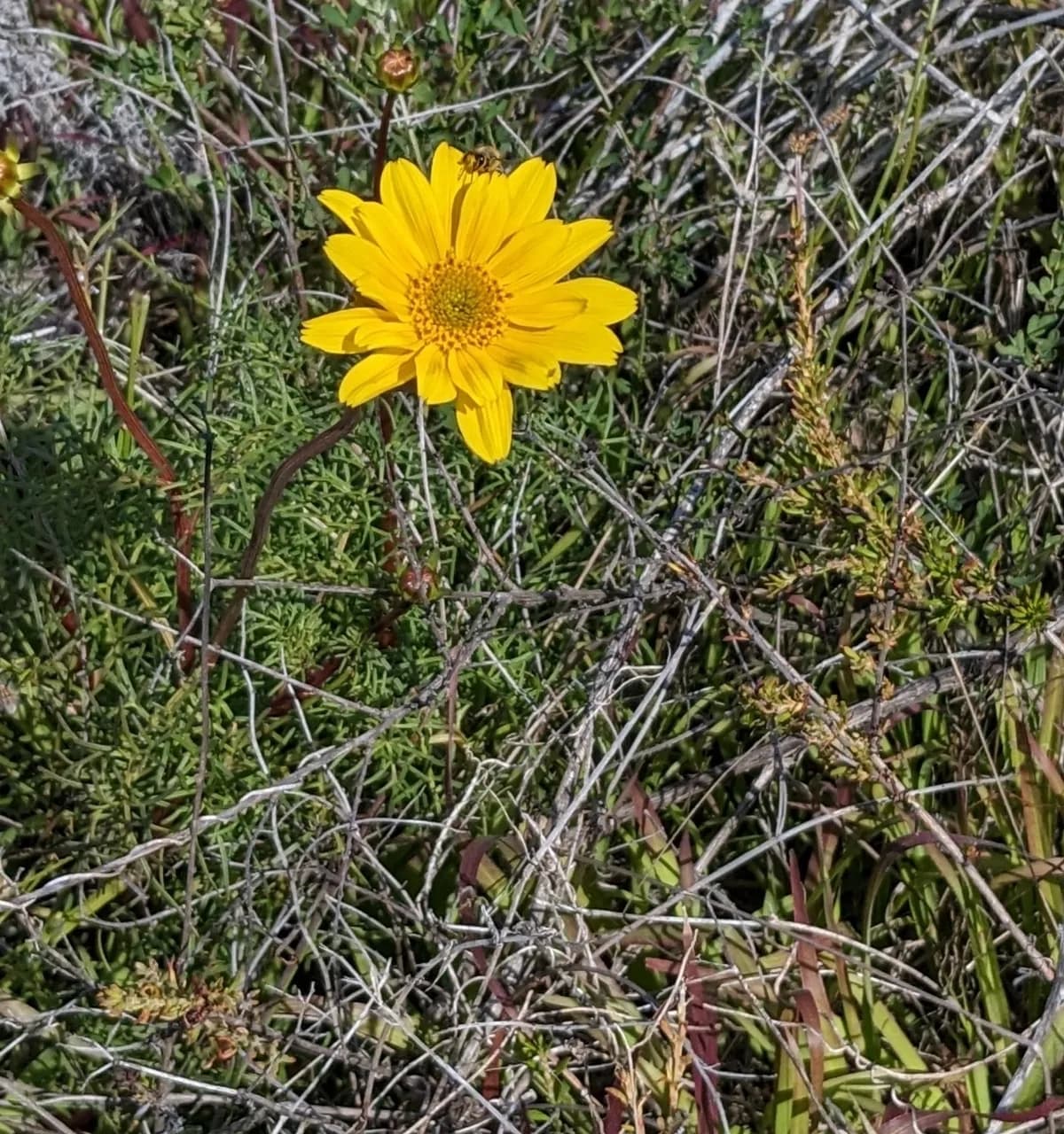 Sea dahlia (Leptosyne maritima)