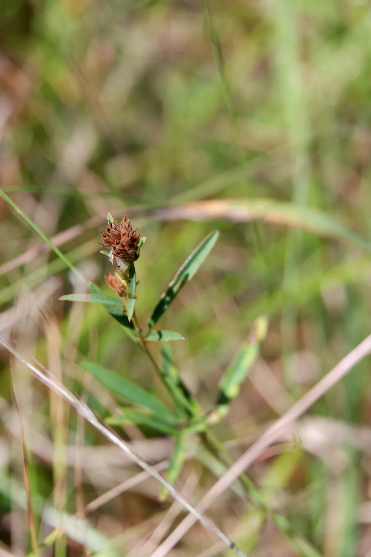 Narrow-Leaf Bush-Clover (Lespedeza angustifolia)
