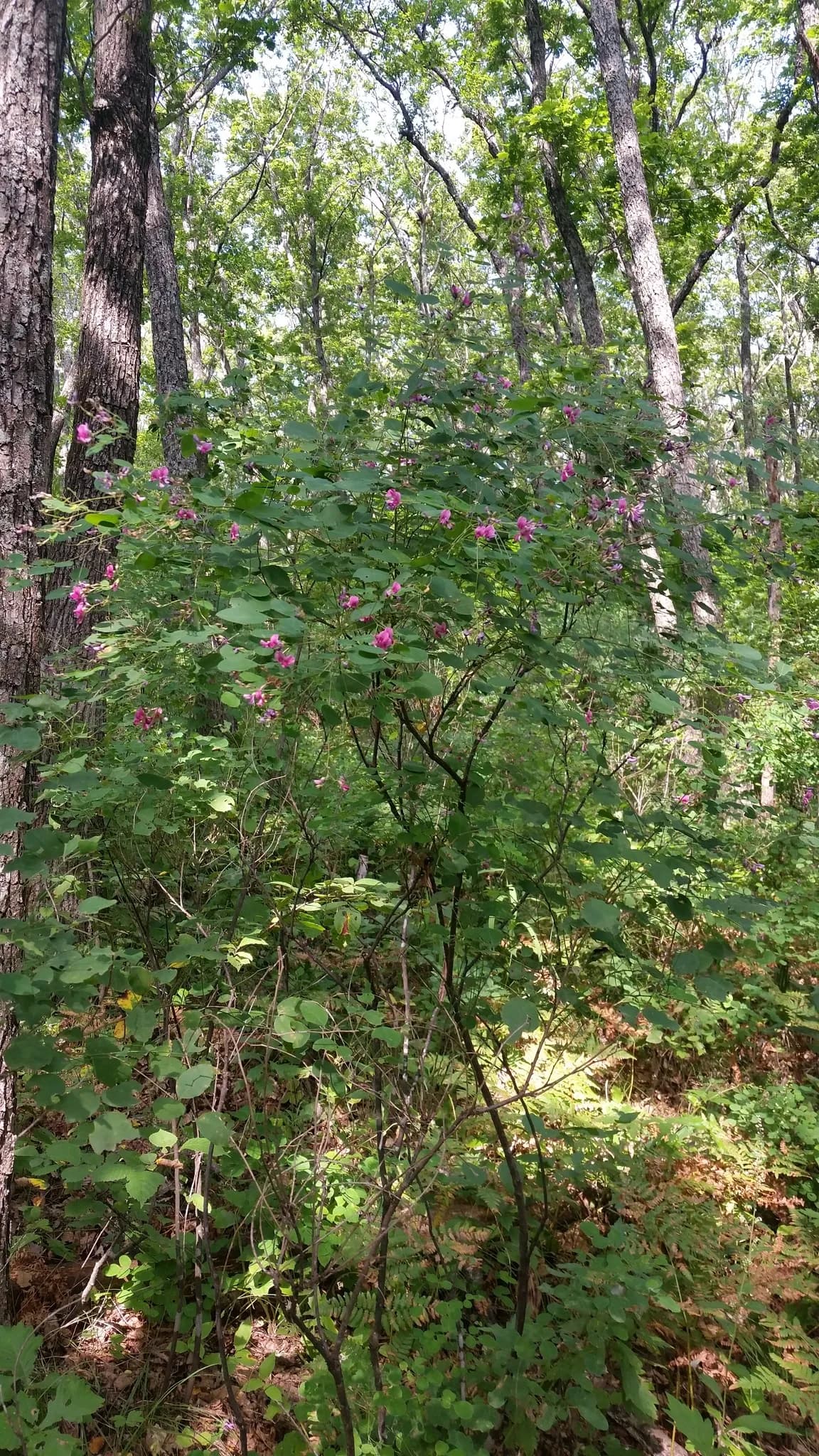 Shrubby Lespedeza (Lespedeza bicolor)