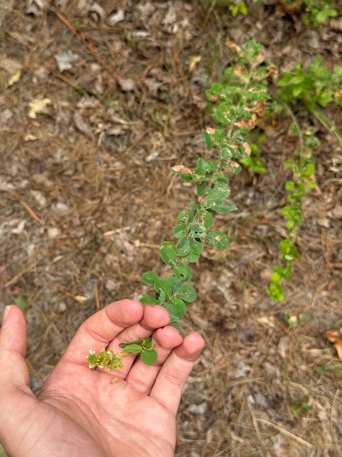 Hairy Bush-clover (Lespedeza hirta)