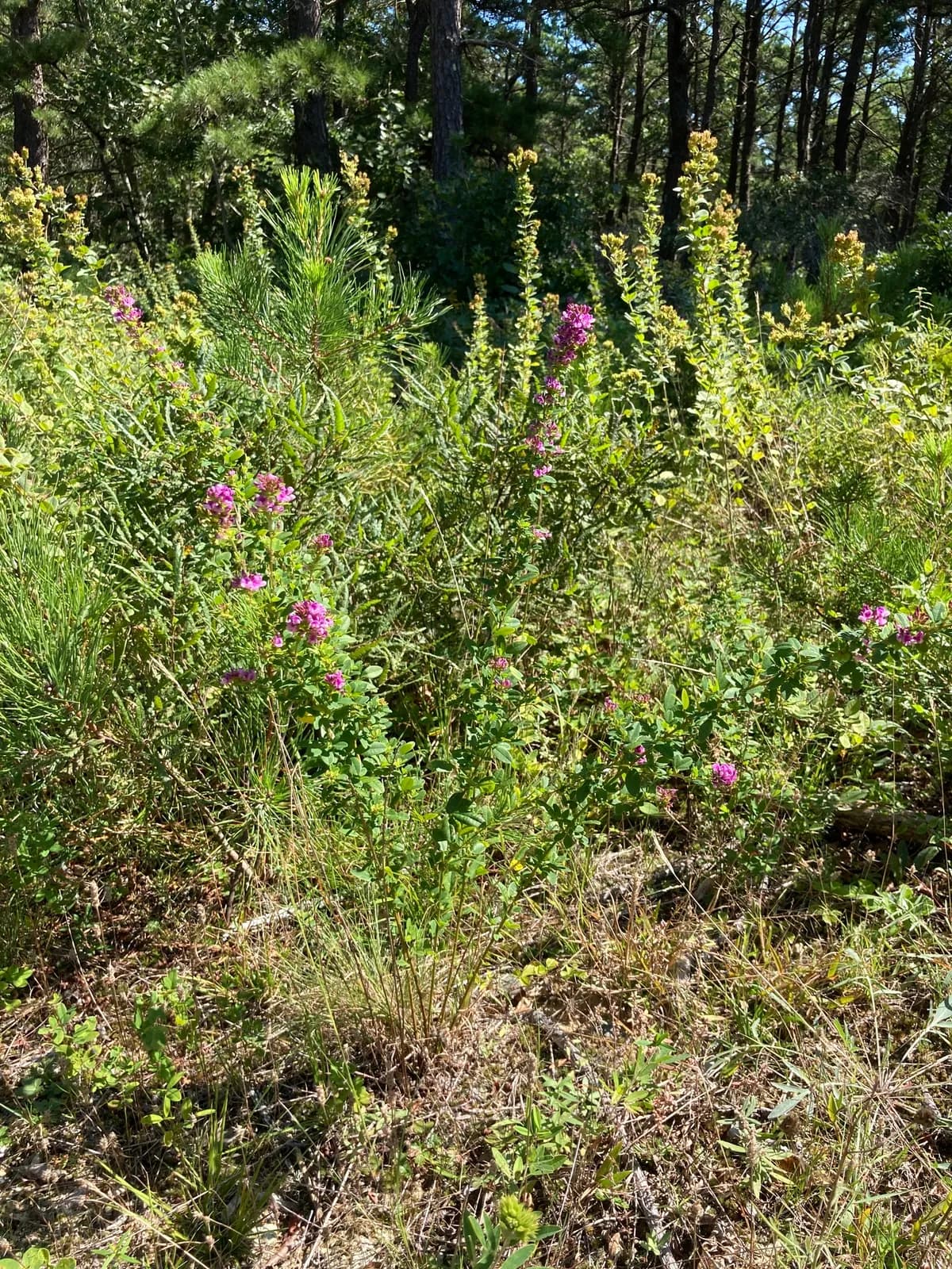 Violet Lespedeza (Lespedeza violacea)
