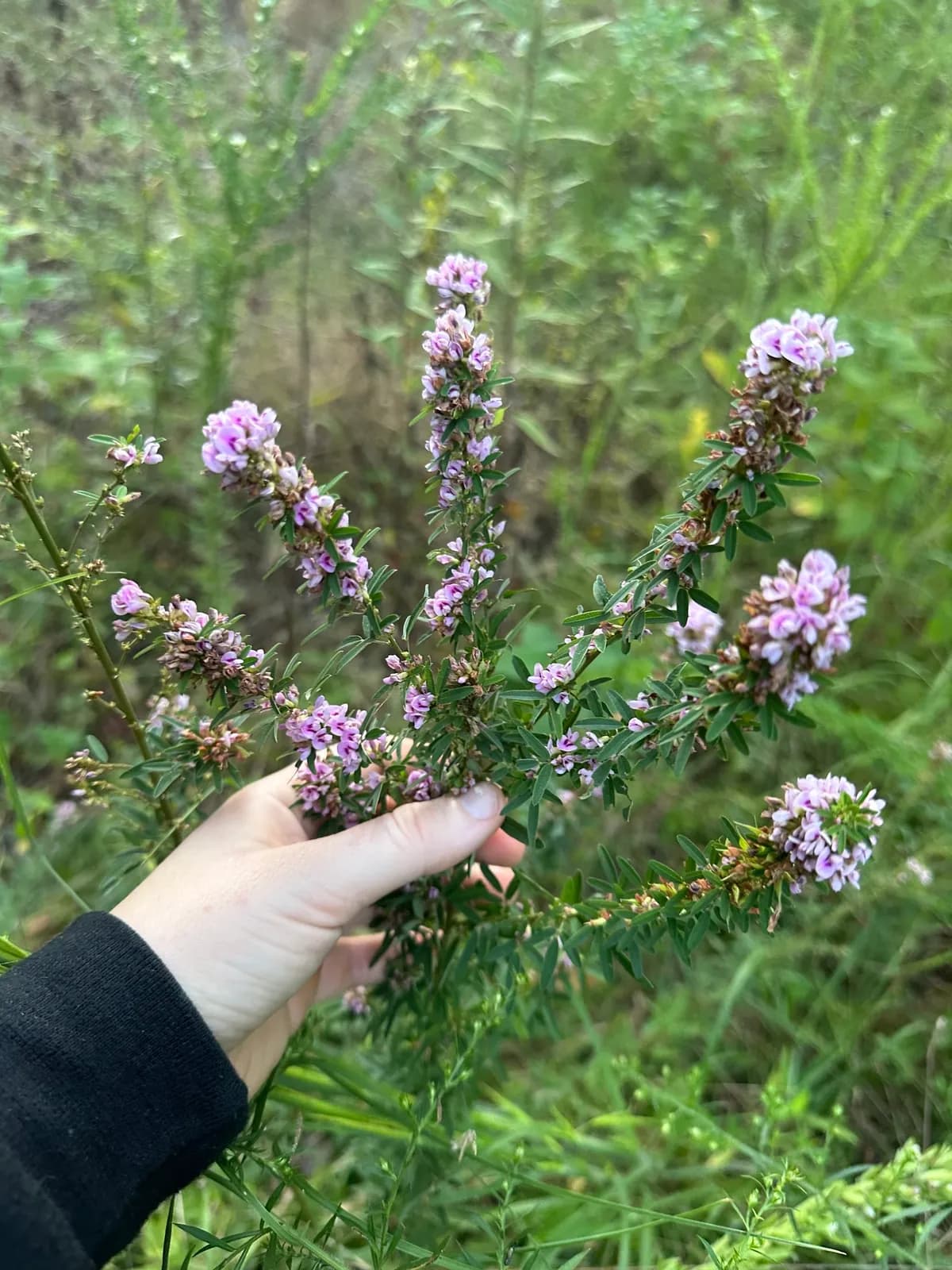 Slender Bush-clover (Lespedeza virginica)