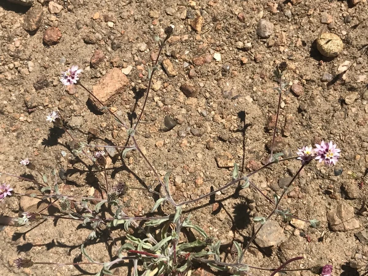 Lessingia tenuis