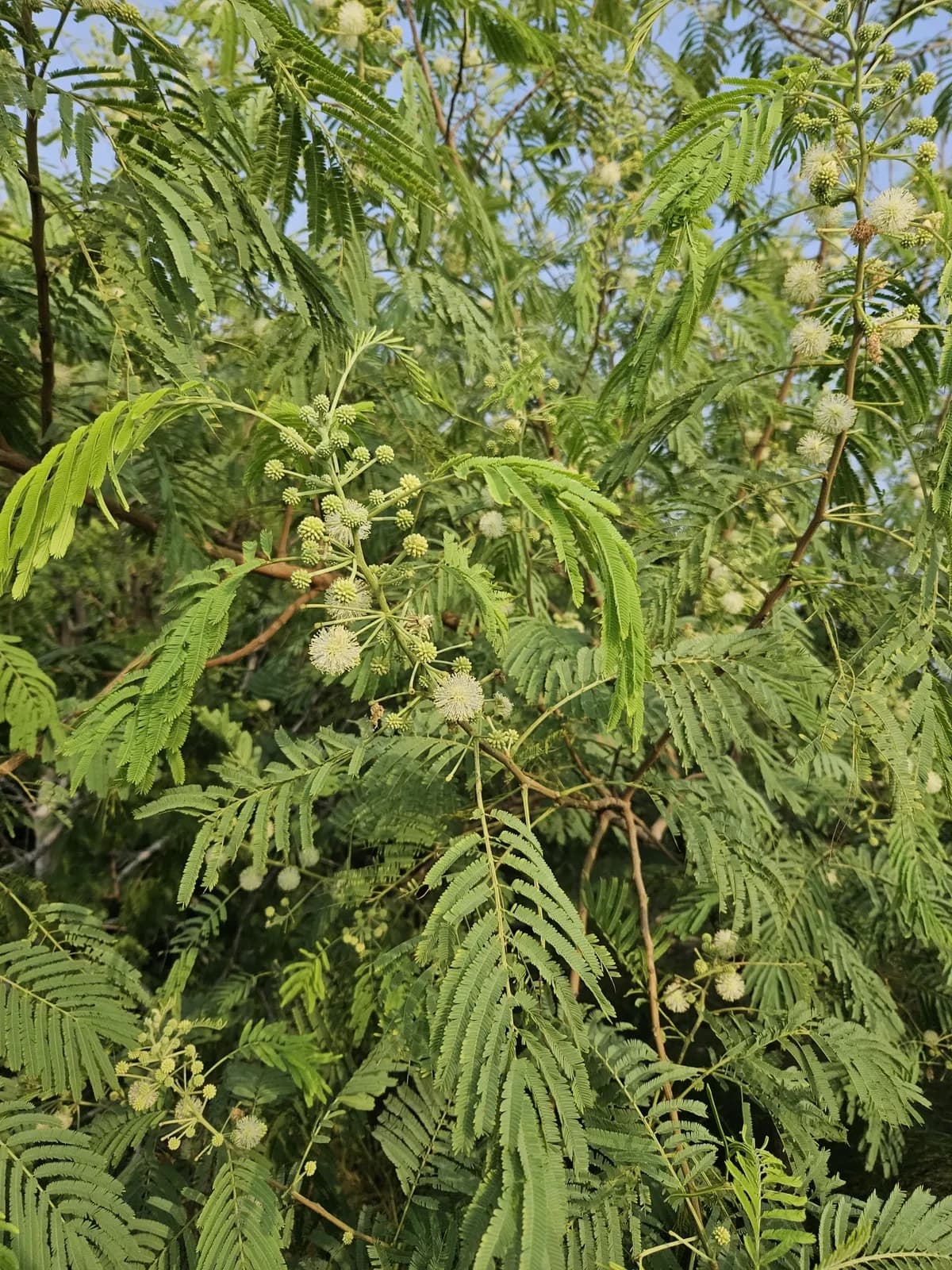 Tepeguaje (Leucaena pulverulenta)