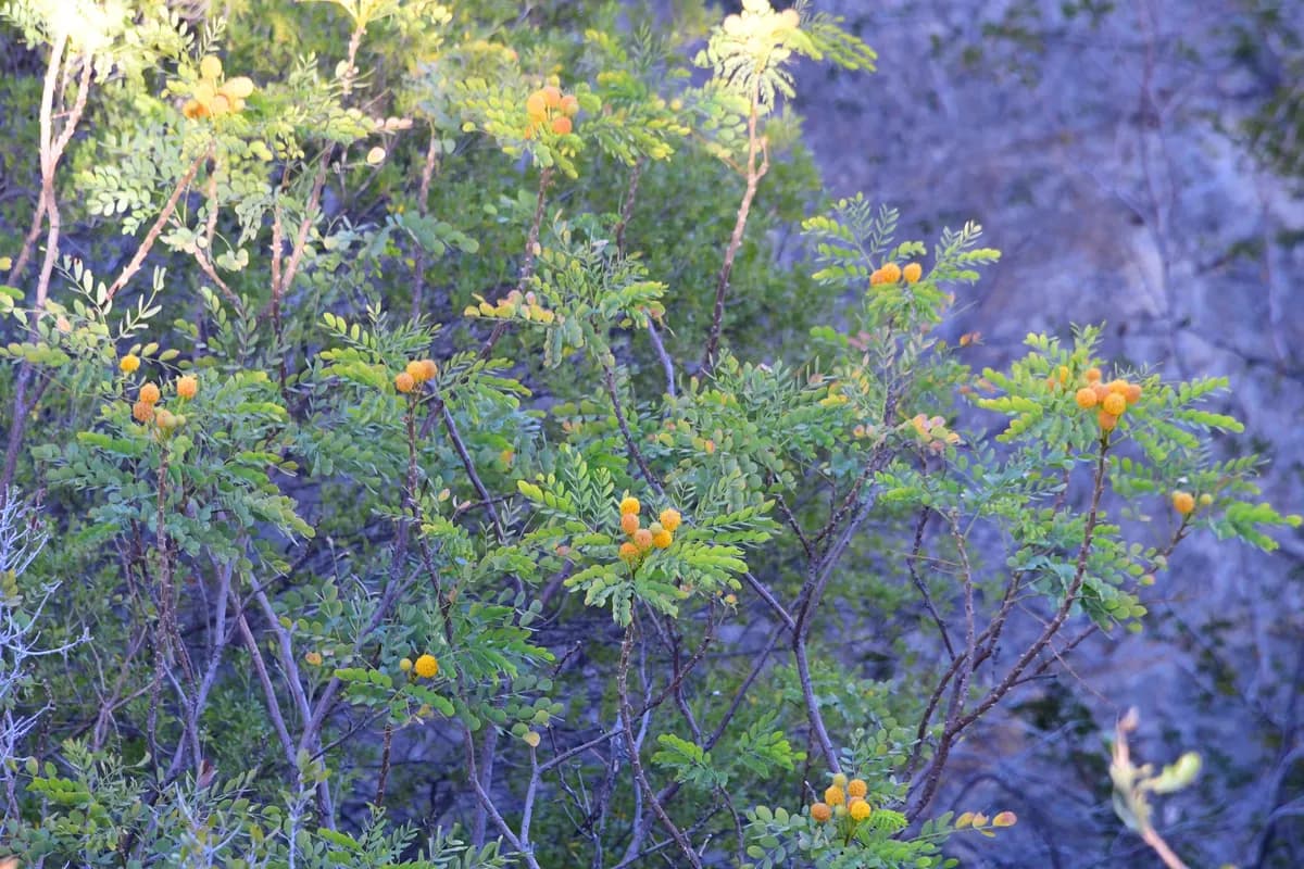 Goldenball Leadtree (Leucaena retusa)