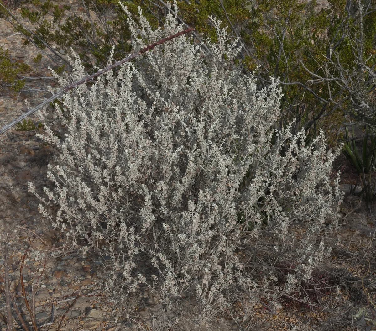 Silver cloud Texas sage (Leucophyllum candidum)