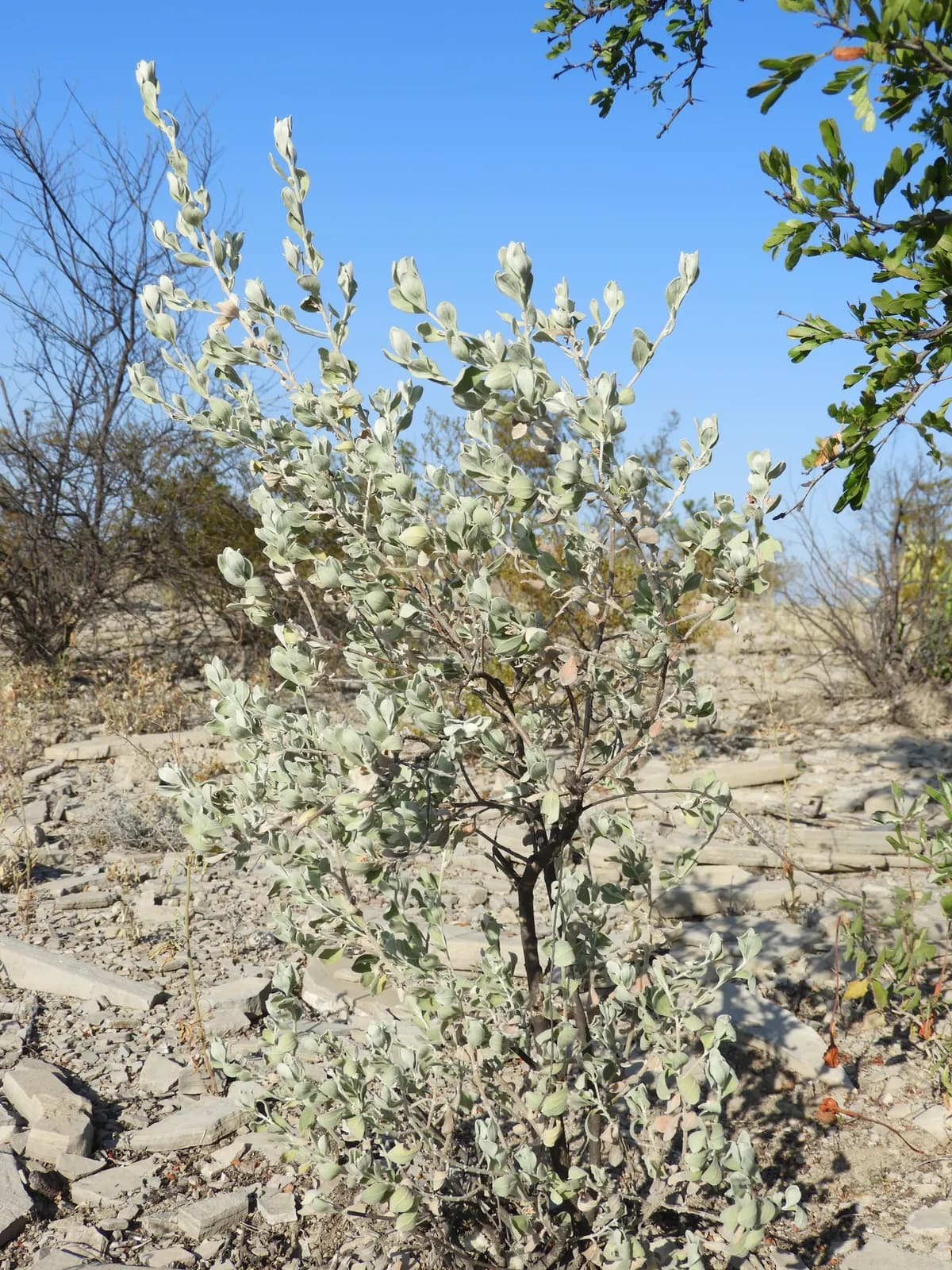 Cenizo (Leucophyllum frutescens)