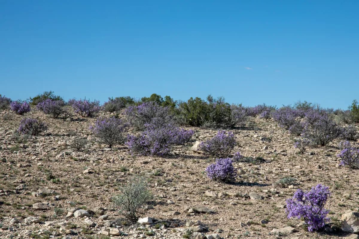 Big Bend Silverleaf (Leucophyllum minus)