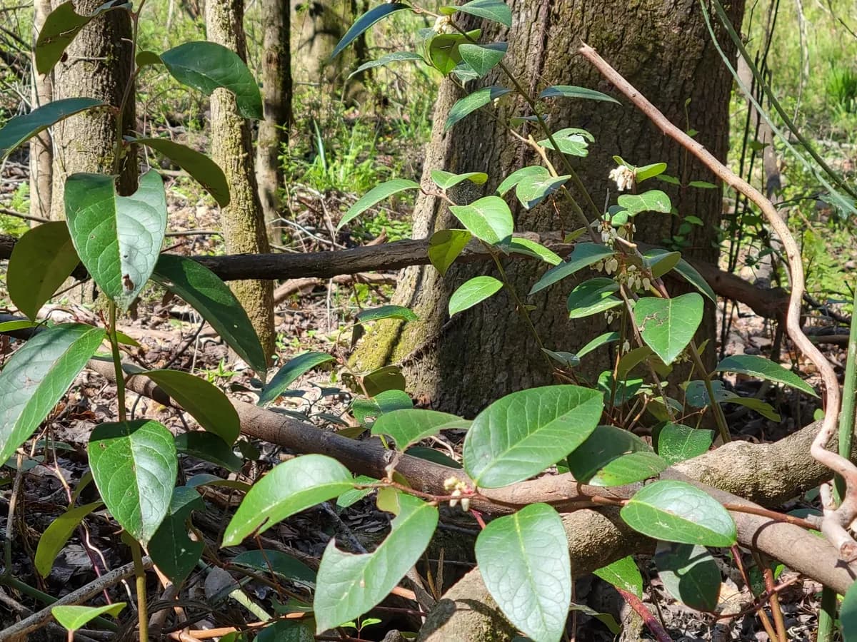 Leucothoe (Leucothoe axillaris)