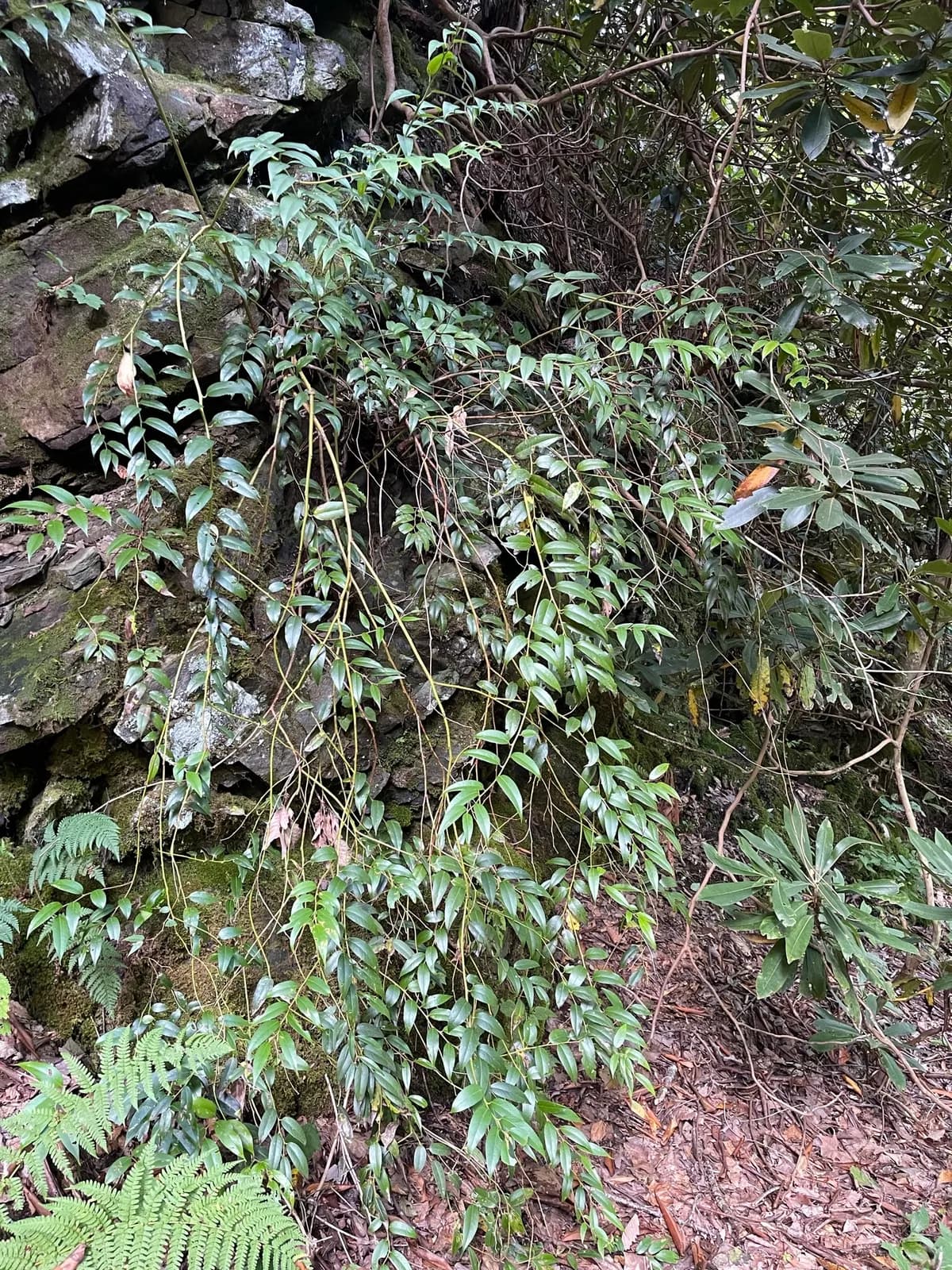 Fetterbush (Leucothoe fontanesiana)