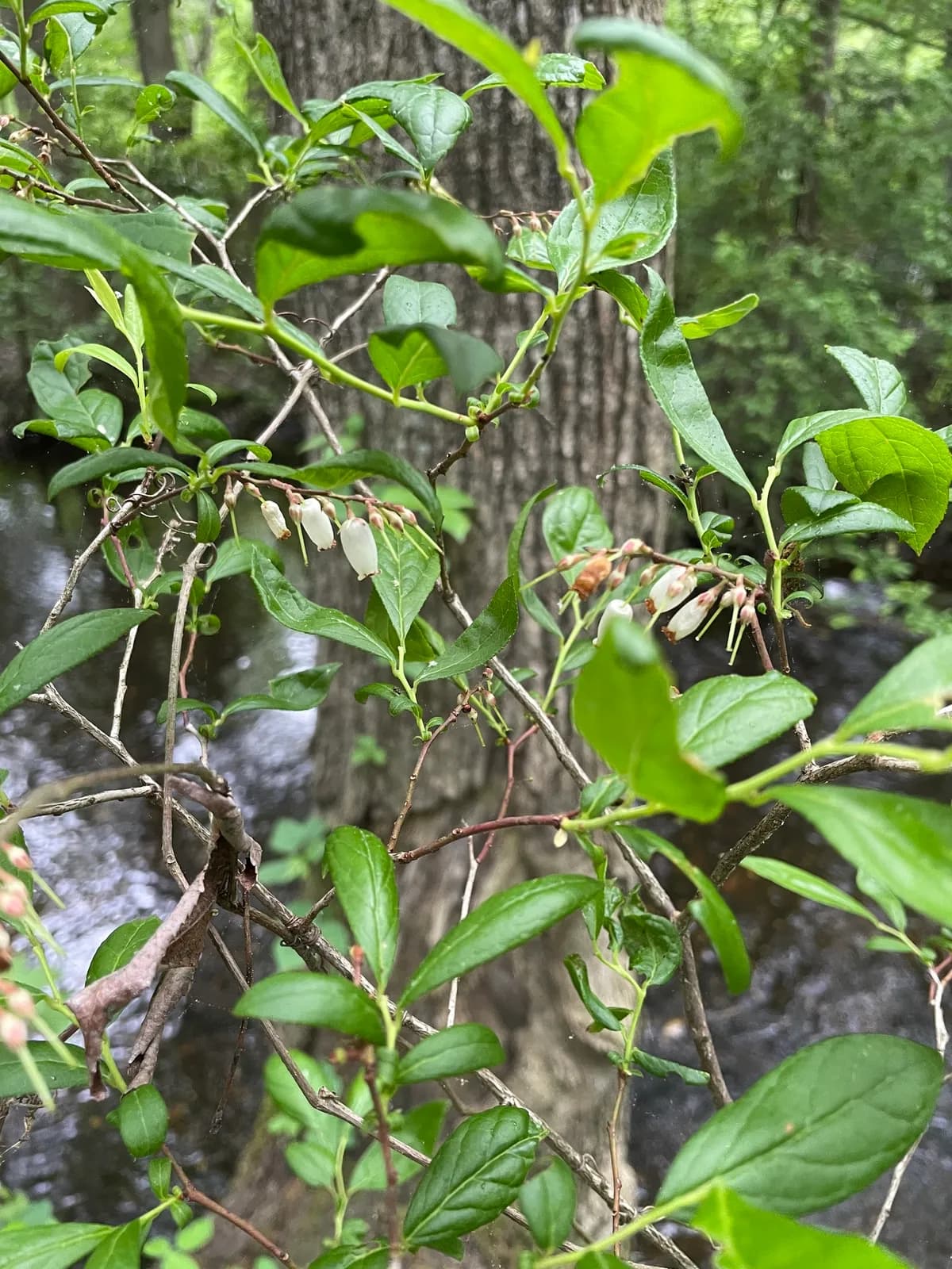 Swamp Doghobble (Leucothoe racemosa)