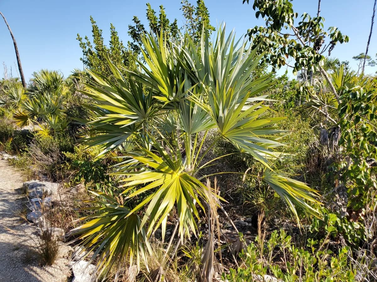 Brittle thatch palm (Leucothrinax morrisii)
