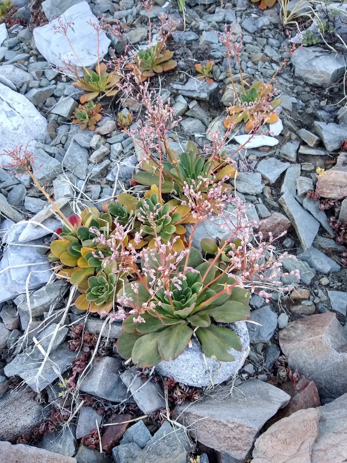 Siskiyou Lewisia (Lewisia cotyledon)