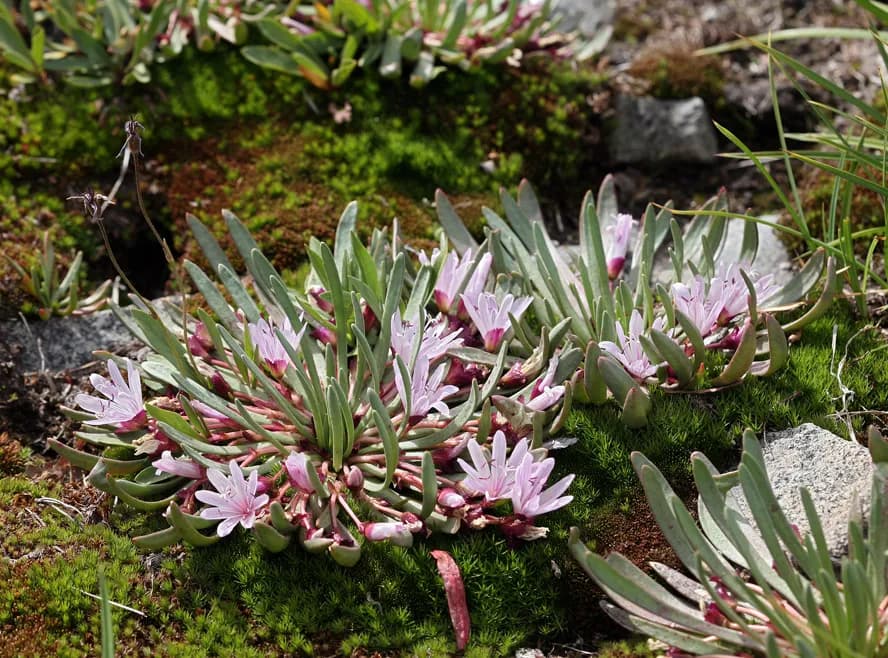 Truckee lewisia (Lewisia longipetala)