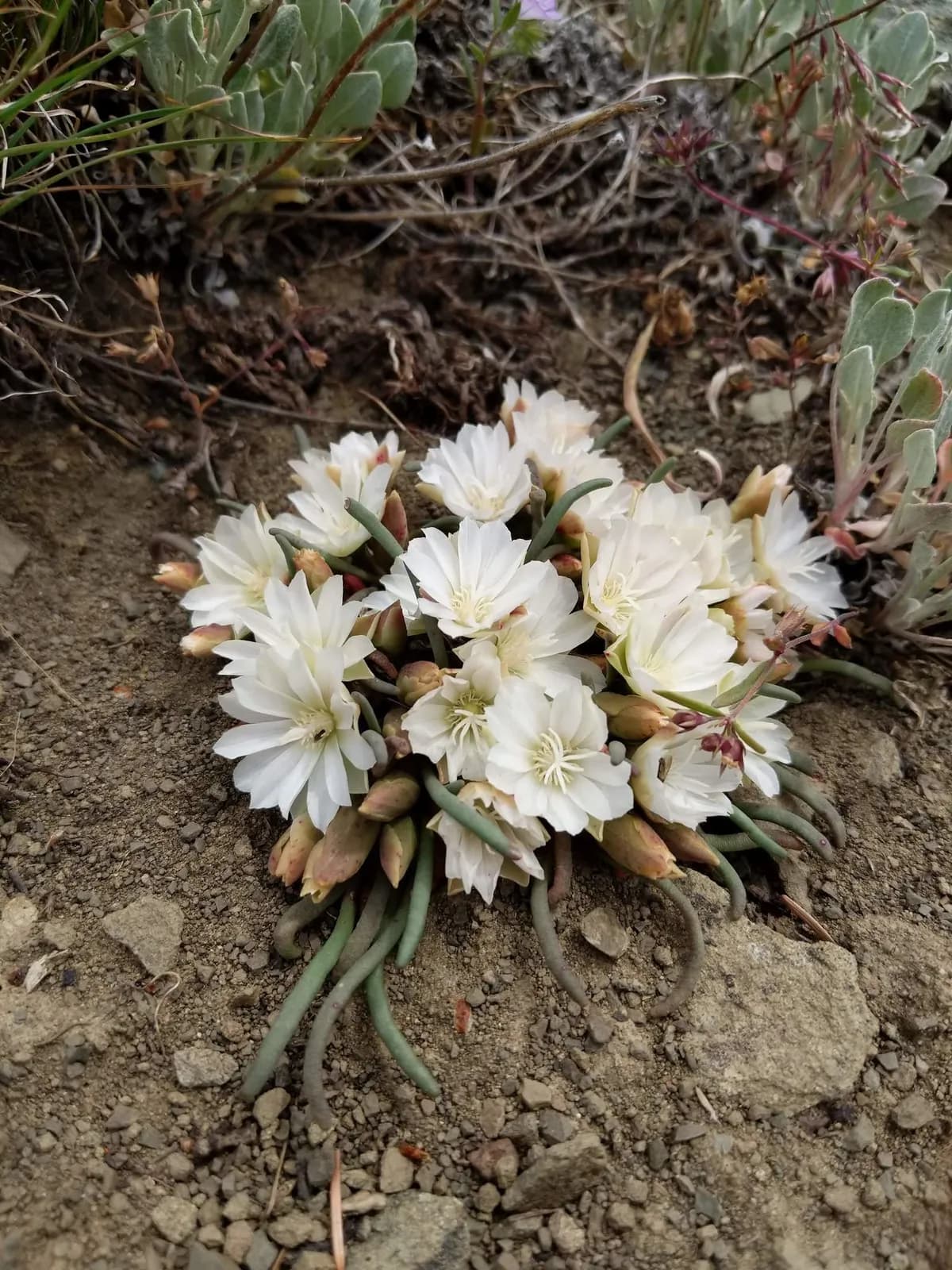 Bitter-root (Lewisia rediviva)