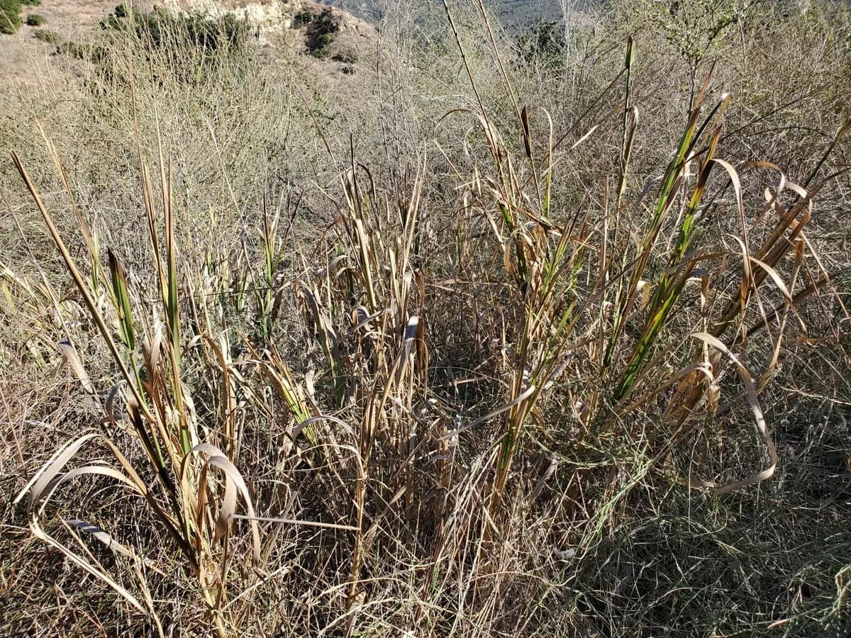 Giant Wild Rye (Leymus condensatus)