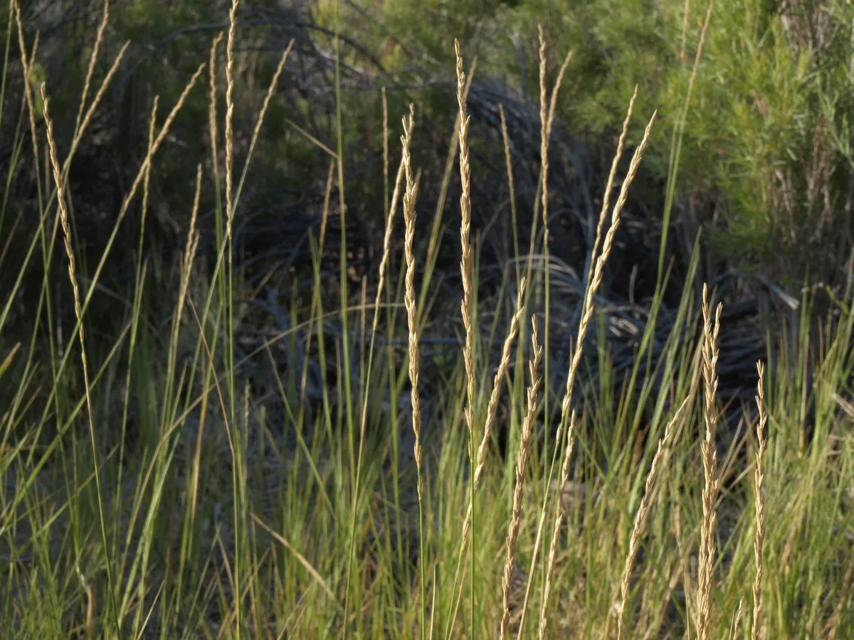 Beardless wild rye (Leymus triticoides)