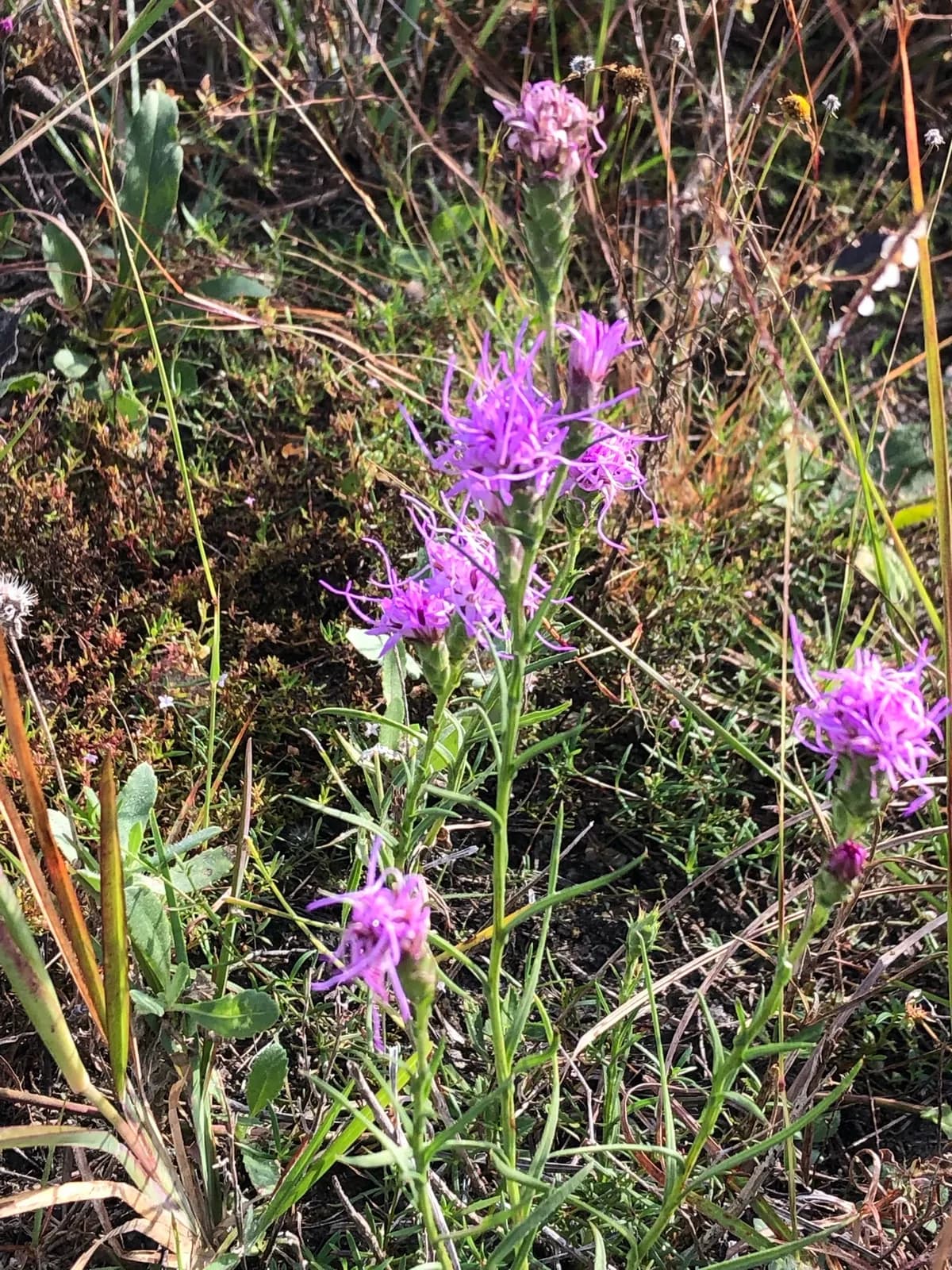 Bracted Gayfeather (Liatris bracteata)