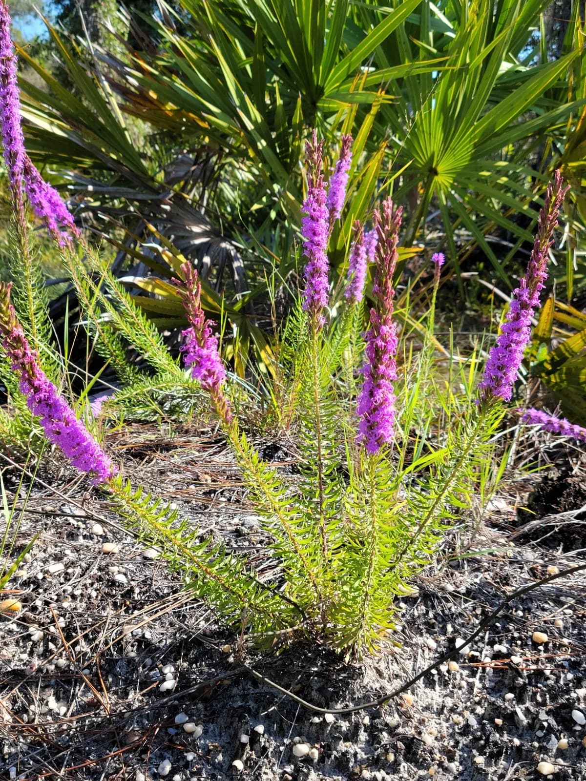 Chapman's blazing star (Liatris chapmanii)