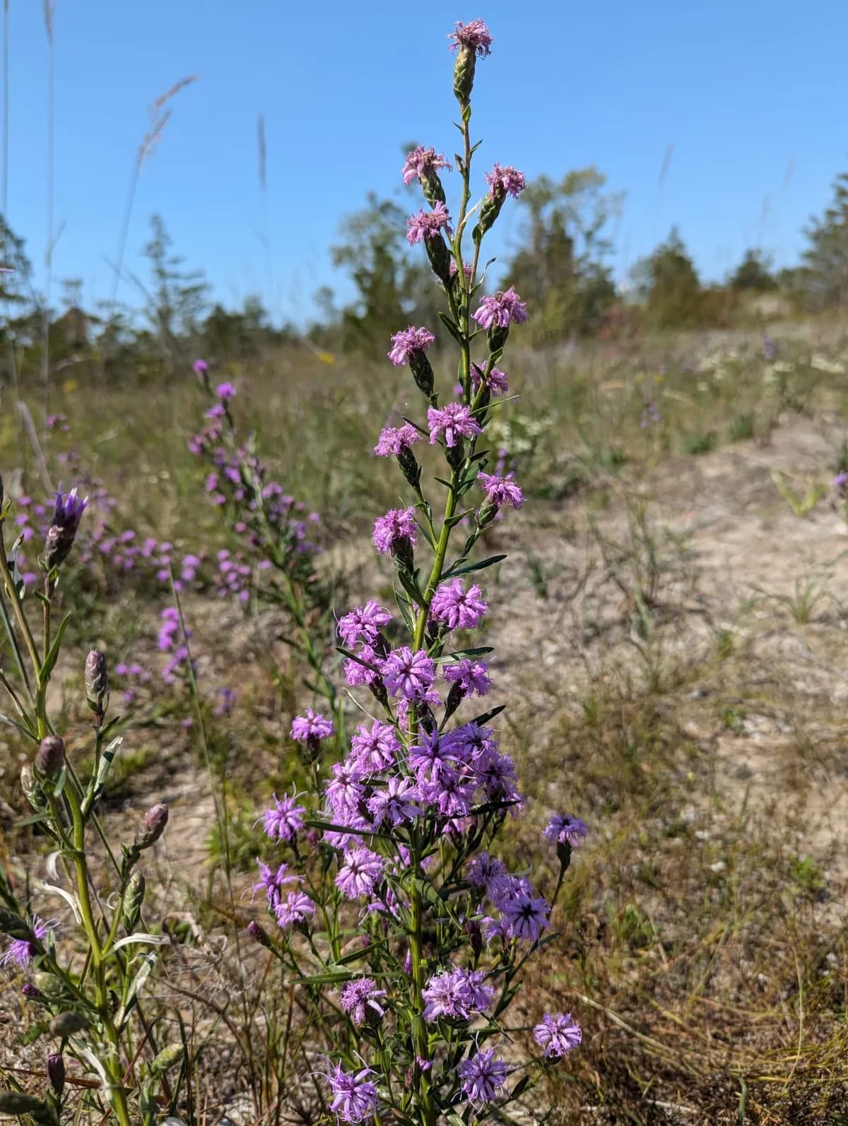 Few-head blazingstar (Liatris cylindracea)