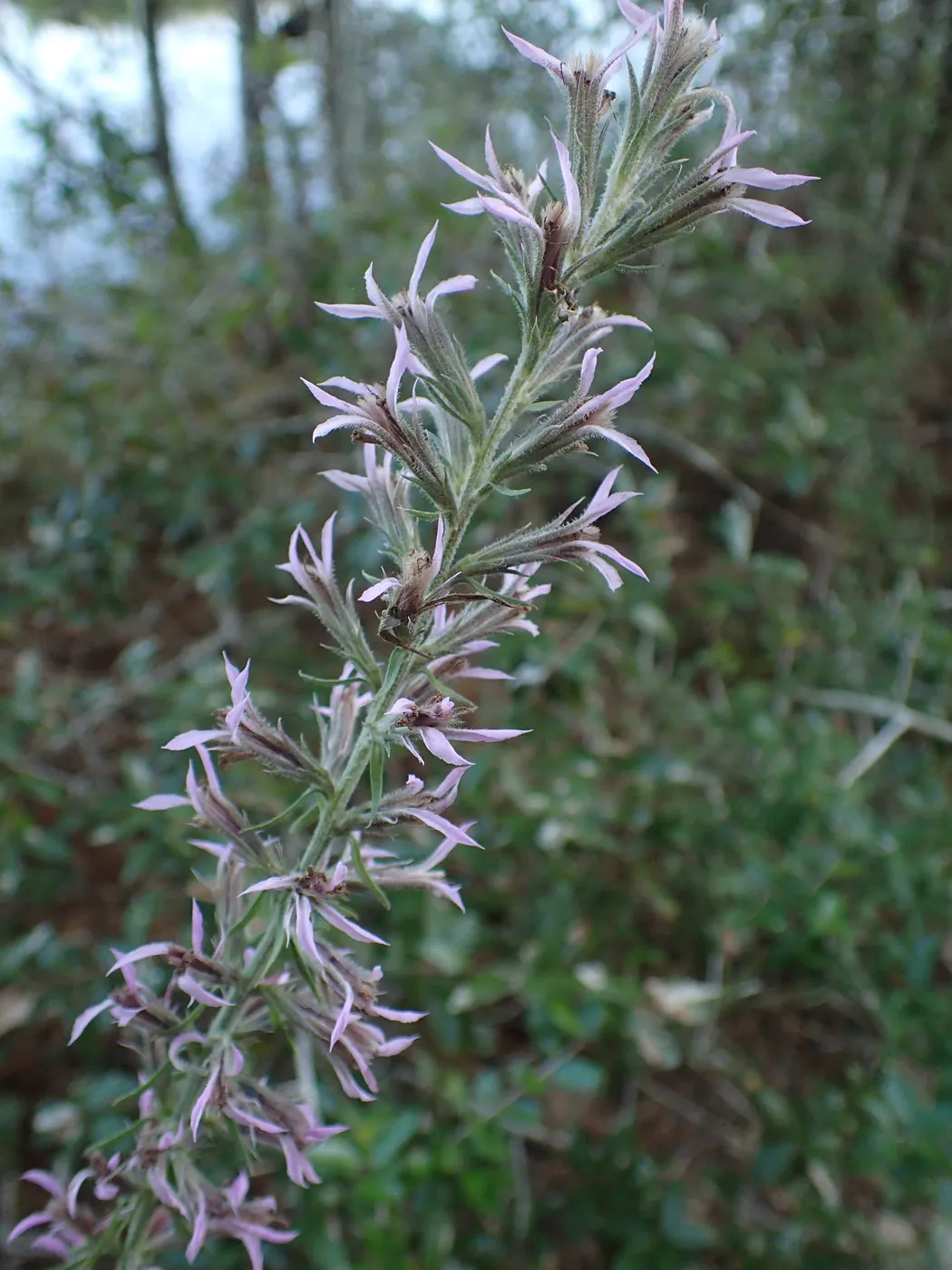 Pinkscale Gayfeather (Liatris elegans)