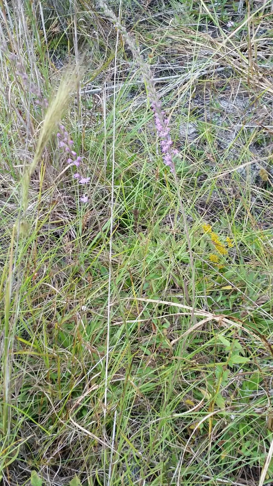 Slender Blazing Star (Liatris gracilis)