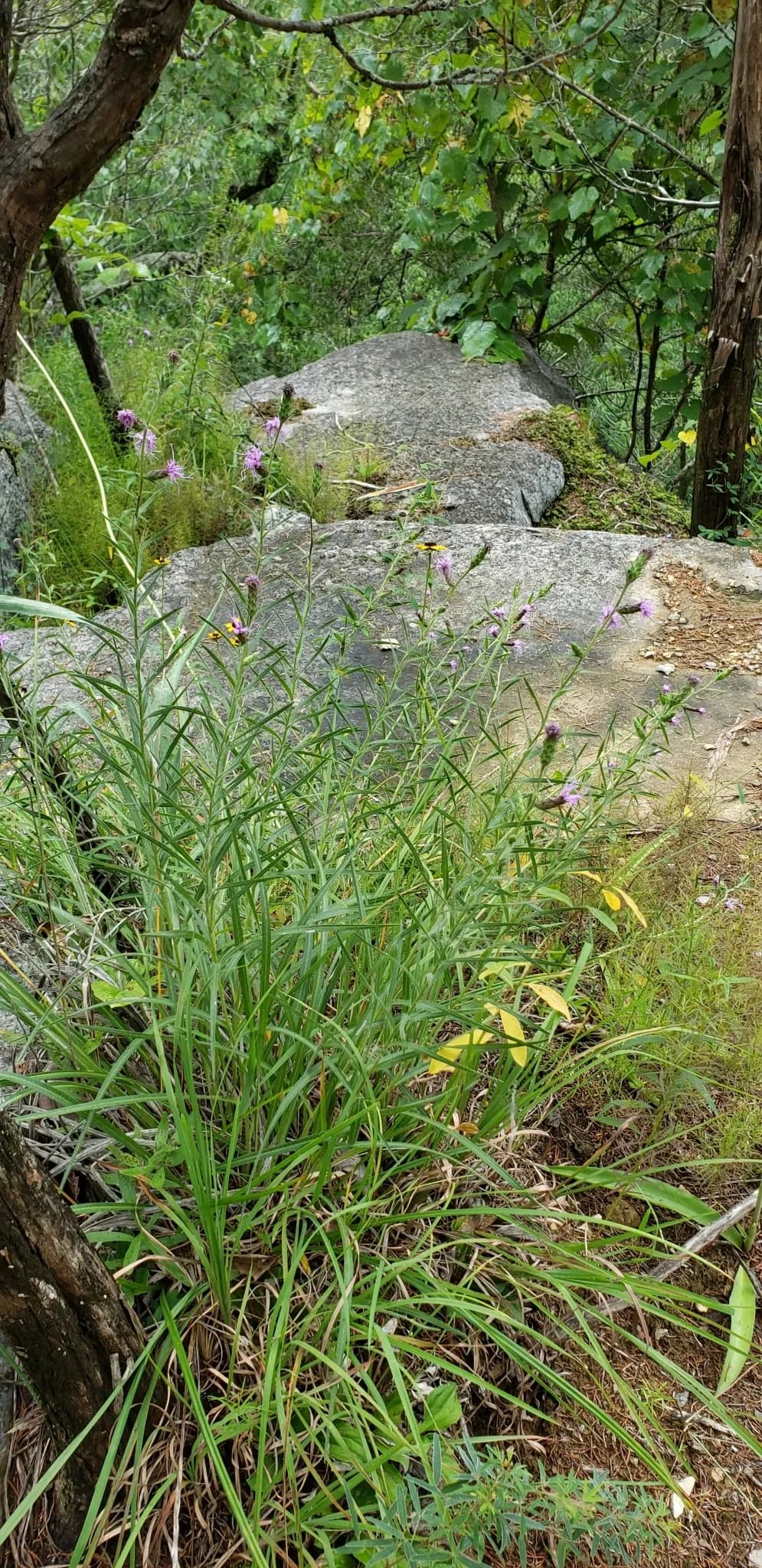 Hairy blazing star (Liatris hirsuta)