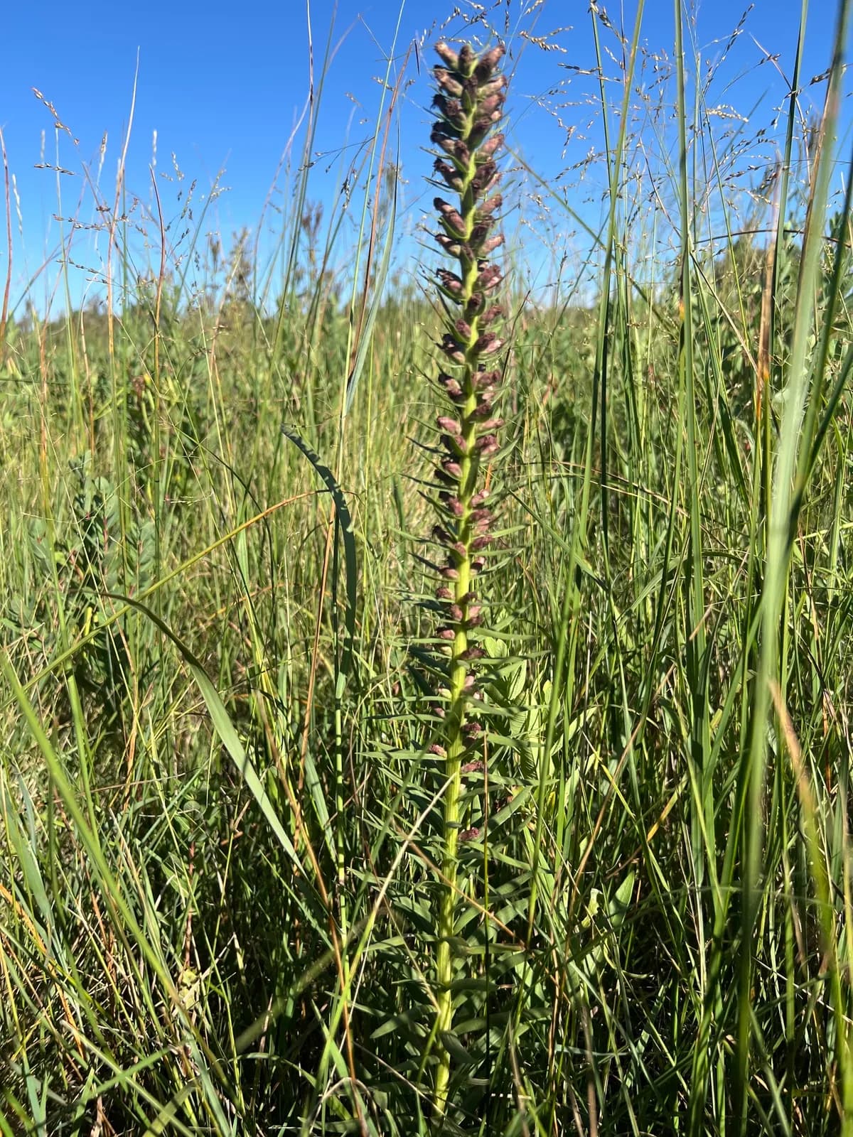 Panhandle blazing star (Liatris lancifolia)