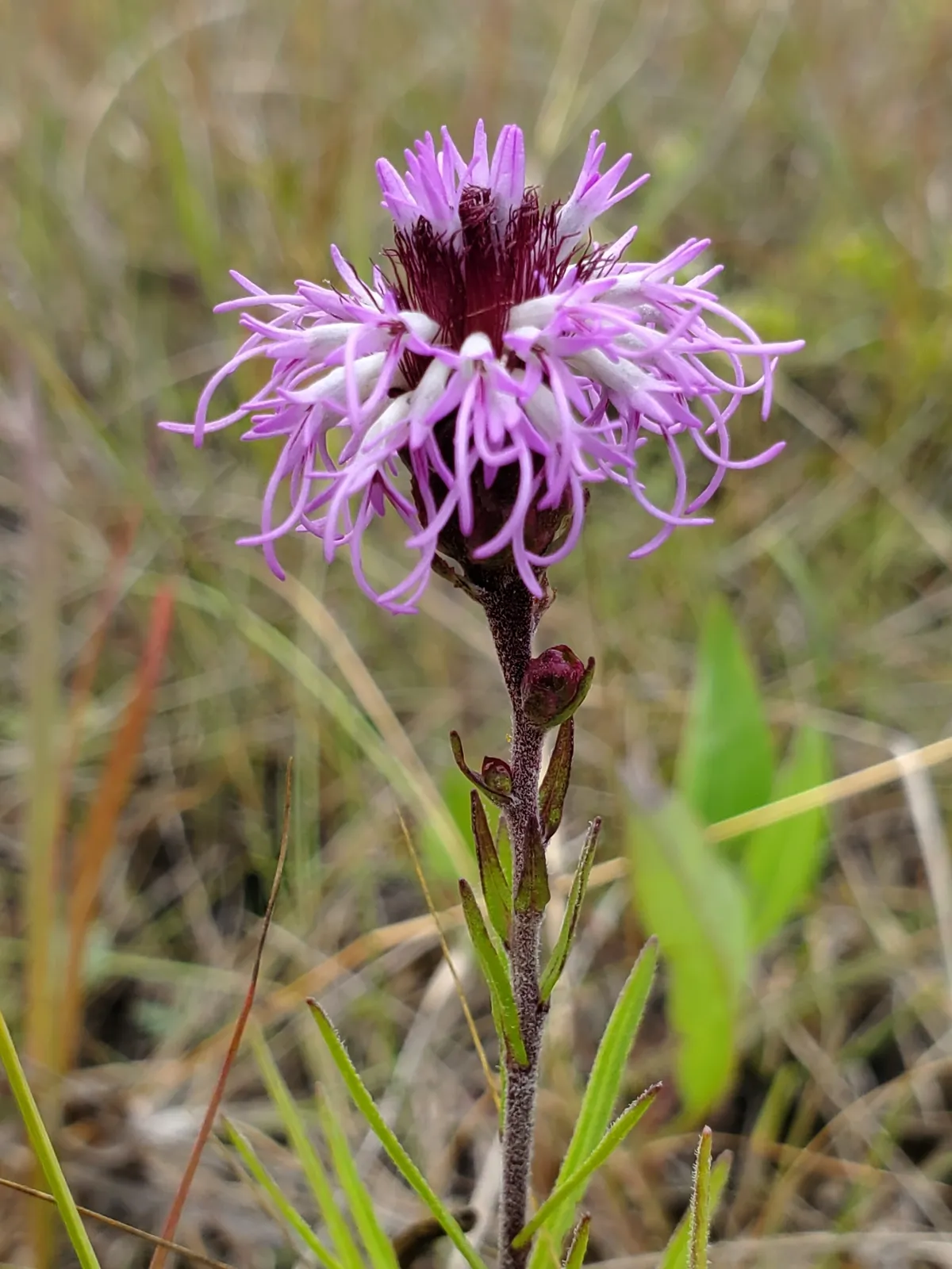 Rocky Mountain Blazing Star (Liatris ligulistylis)