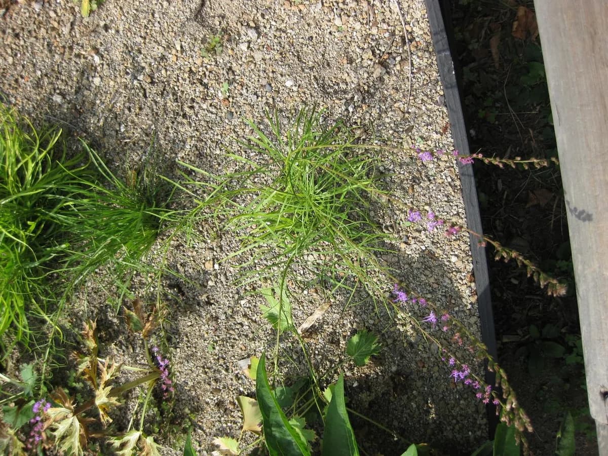 Smallhead blazing star (Liatris microcephala)