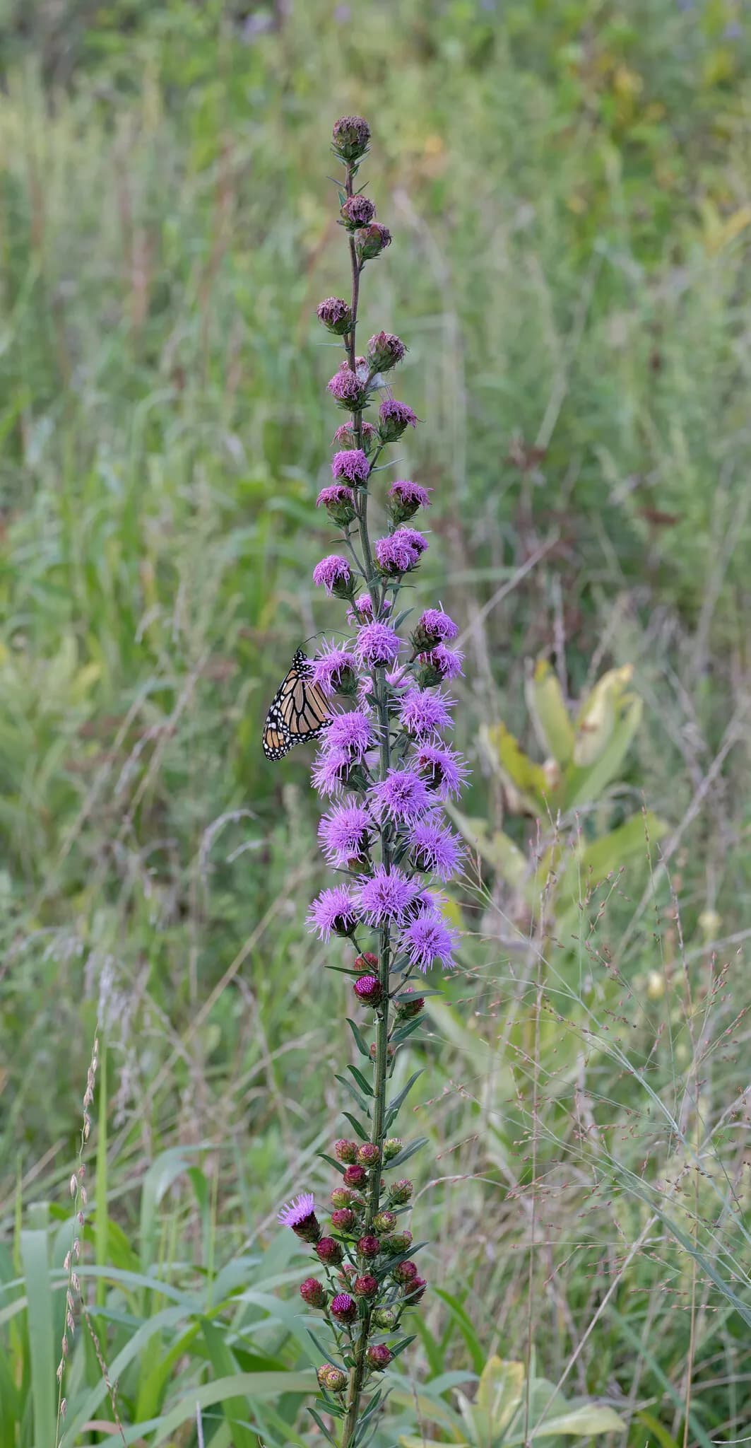 New England blazing star (Liatris novae-angliae)