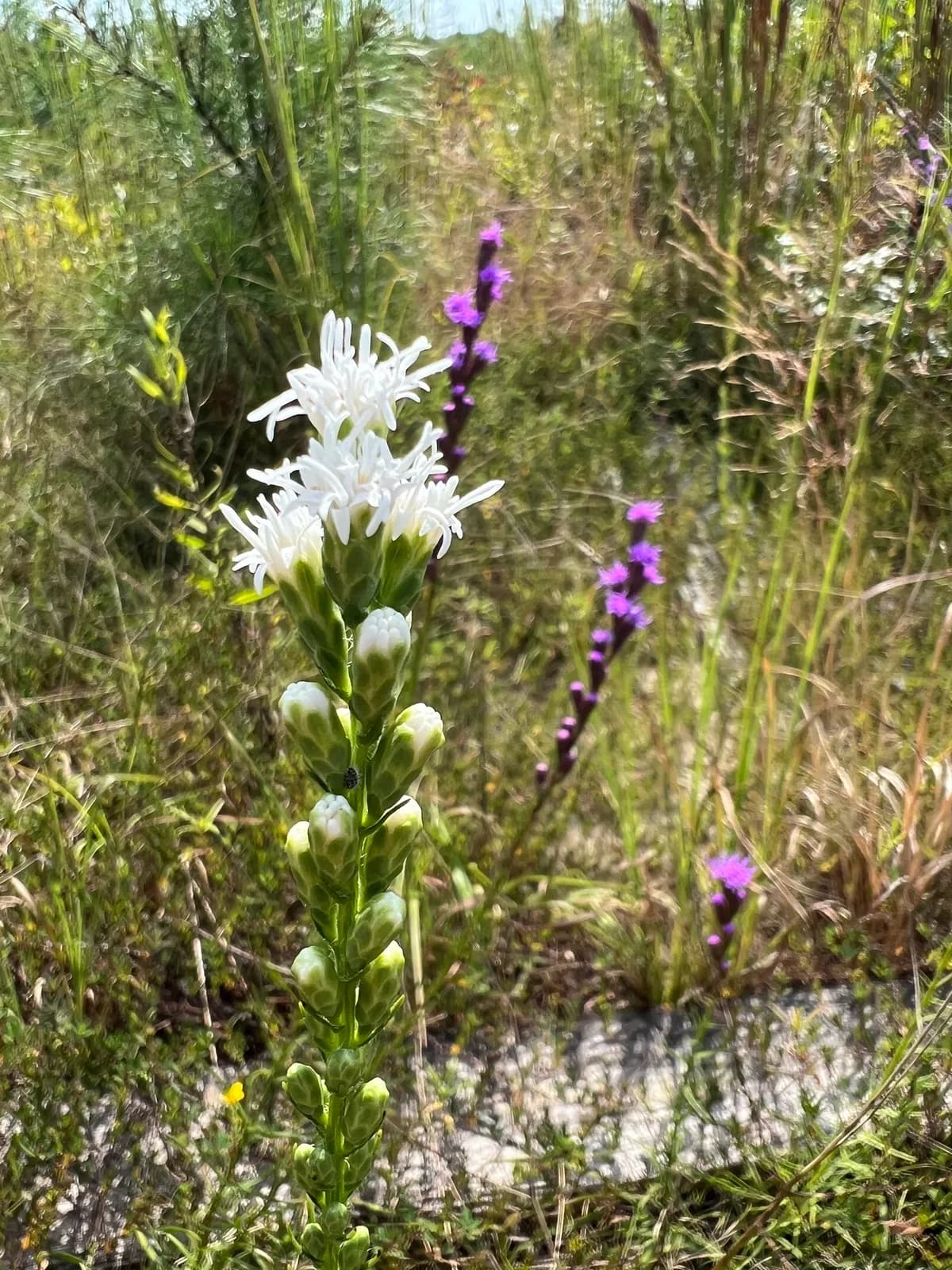 Grass-leaf Gayfeather (Liatris pilosa)